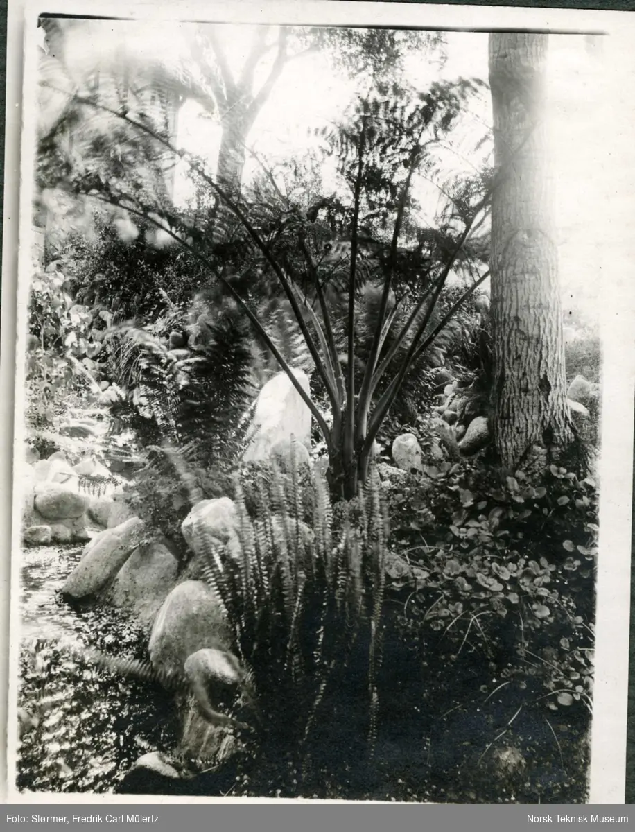 The Busch Garden, Pasadena, California