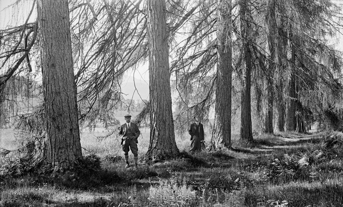 De såkalte «Sandviklerkene» i Tingvoll kommune på Nord-Møre, fotografert i 1932.  Det dreier seg om sju-åtte gamle trær, som sto på rekke mot et åpent åkerareal.  Da dette fotografiet ble tatt sto to menn mellom de nærmeste trestammene, noe som understrekte hvor grovvokste de var blitt.  Sandvikslerkene var produktet av et tidlig planteforsøk på Nordvestlandet.  Skogplanterpioneren her var William Leslie (1740-1814), som eide garden Bremsnes fra begynnelsen av 1770-åra til 1809.  Han kom fra Skottland, der man allerede hadde om lag 50 års erfaring med skogplanting i avskogete, vindeksponerte områder og særlig lerkeplantingene hadde slått godt an. Tilgangen på skogplanter var imidlertid en mimimumsfaktor, og planteprisene var høye.  Presten i Tingvoll på denne tida skal ha rapportert om at William Leslie fikk plantet om lag 14 000 trær, som han hadde med seg fra sin skotske eiendom, Deu Lugas ved byen Banff. Mye av den skogen Leslie fikk plantet ble hogd omkring 1900, men trærne hadde da frødd seg, slik at det fortsatt vokste lerkeskog på Bremsnes.  Sandviklerkene eller Sandvikalléen ble plantet av en av William Leslies norske omgangsvenner, fogden Henning Junghans Wegede (1748-1806), antakelig med plantemateriale som Leslie hadde skaffet.  Plantene ble plassert langs den gamle vegen ned mot Sandviken hovedgard, angivelig i 1798.  I så fall var alléen 143 år gammel da dette fotografiet ble tatt.  Plantinga må utvilsomt ha vært vellykket, og det har seinere vært hentet frø fra Sandviklerkene til andre norske lerkeplantingsprosjekter.