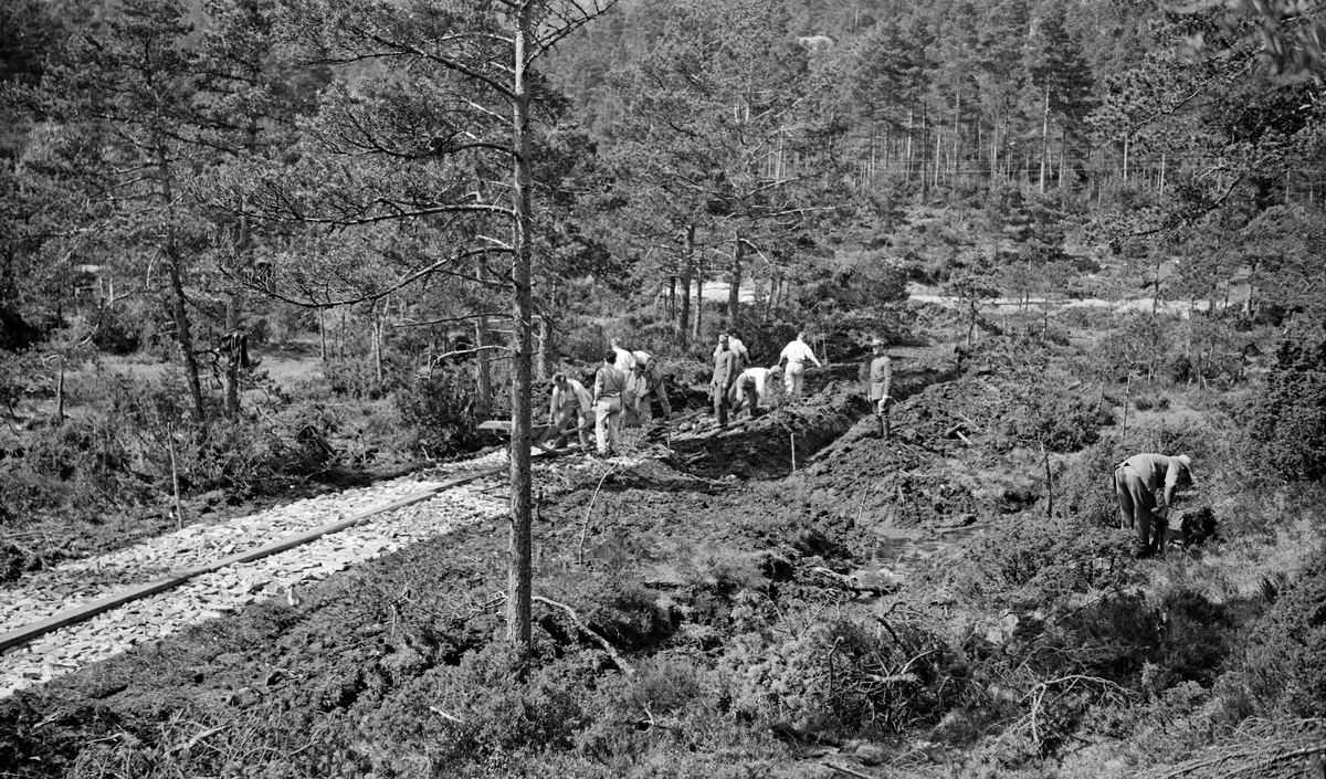 Vegbygging under skogrekruttskolen på Ulven i Os i Hordaland sommeren 1932. Dette tiltaket samlet 86 rekrutter til ei blanding av militære øvelser og skogreisingsaktiviteter på statens eiendommer i området samt noen privateiendommer. Vegbygging i utmark ble ansett for å være en øvelse som var relevant både med henblikk på skogbruket og som et militært framkommelighetsbefordrende tiltak.  Rekruttene bygde 2,4 kilometer veg, mest skogsveger som var kavlelagt over myrer, men også litt «chaussé-bygget bilvei».  Akkurat her later det at man har hatt høye ambisjoner for en vegen i myrlendt terreng.  Rekruttene later til å ha fjernet noe av torvmassen og erstattet den med stein.  På den steinsatte traseen lå det planker, som antakelig skulle gjøre det mulig å trille stein og til arbeidsstedet i anleggsfasen.  Fotografiet viser ei gruppe på cirka 10 rekrutter i arbeid, under tilsyn av en offiser på en grøftekant ved siden av vegen.  Litt generell informasjon om skogrekruttskolen på Ulven i 1932 finnes under fanen «Opplysninger».