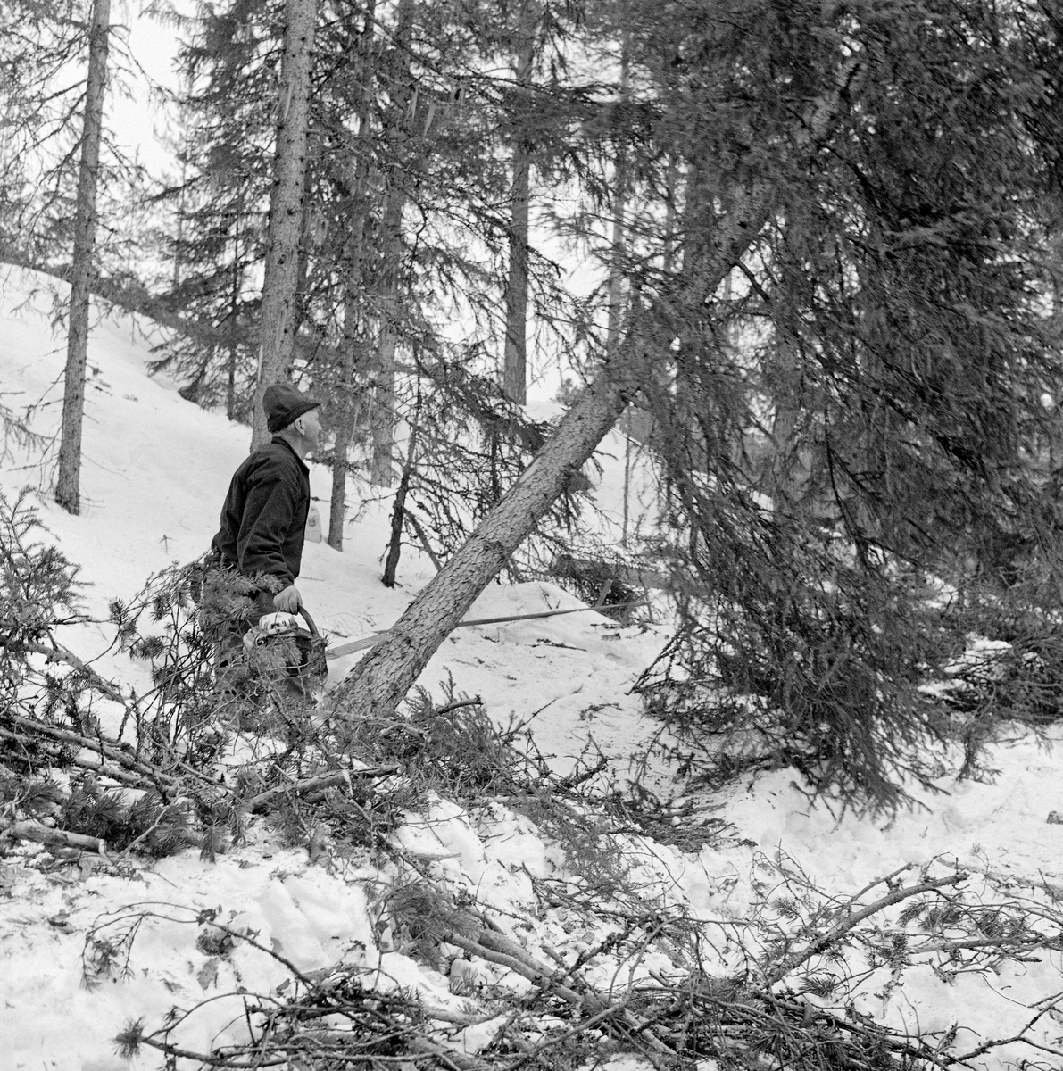 Felling av grantre med motorsag. Bildet skal være tatt i Trysil vinteren 1970.  Vi ser en skogsarbeider som var i ferd med å felle ei gran med moderat størrelse.  Mannen sto ved treets rot med motorsaga si i høyre hand og blikket vendt mot treet, som var ei ferd med å falle mot den snødekte marka.  Hogsten foregikk i et forholdsvis glissent bestand i hellende terreng.