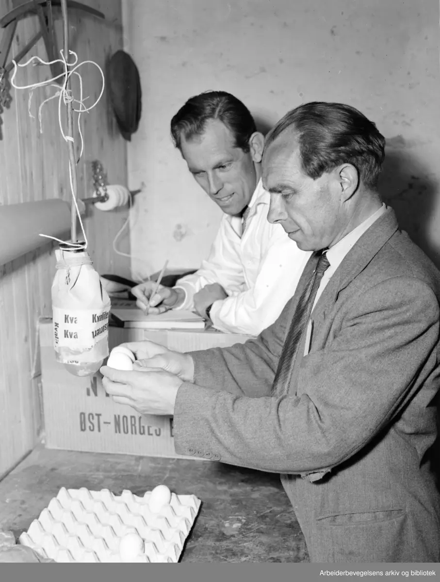 Eggkontrollen. Disponent Søreide og salgssjef Rohde-Hansen kontrollerer om eggene er i orden. Juli 1951