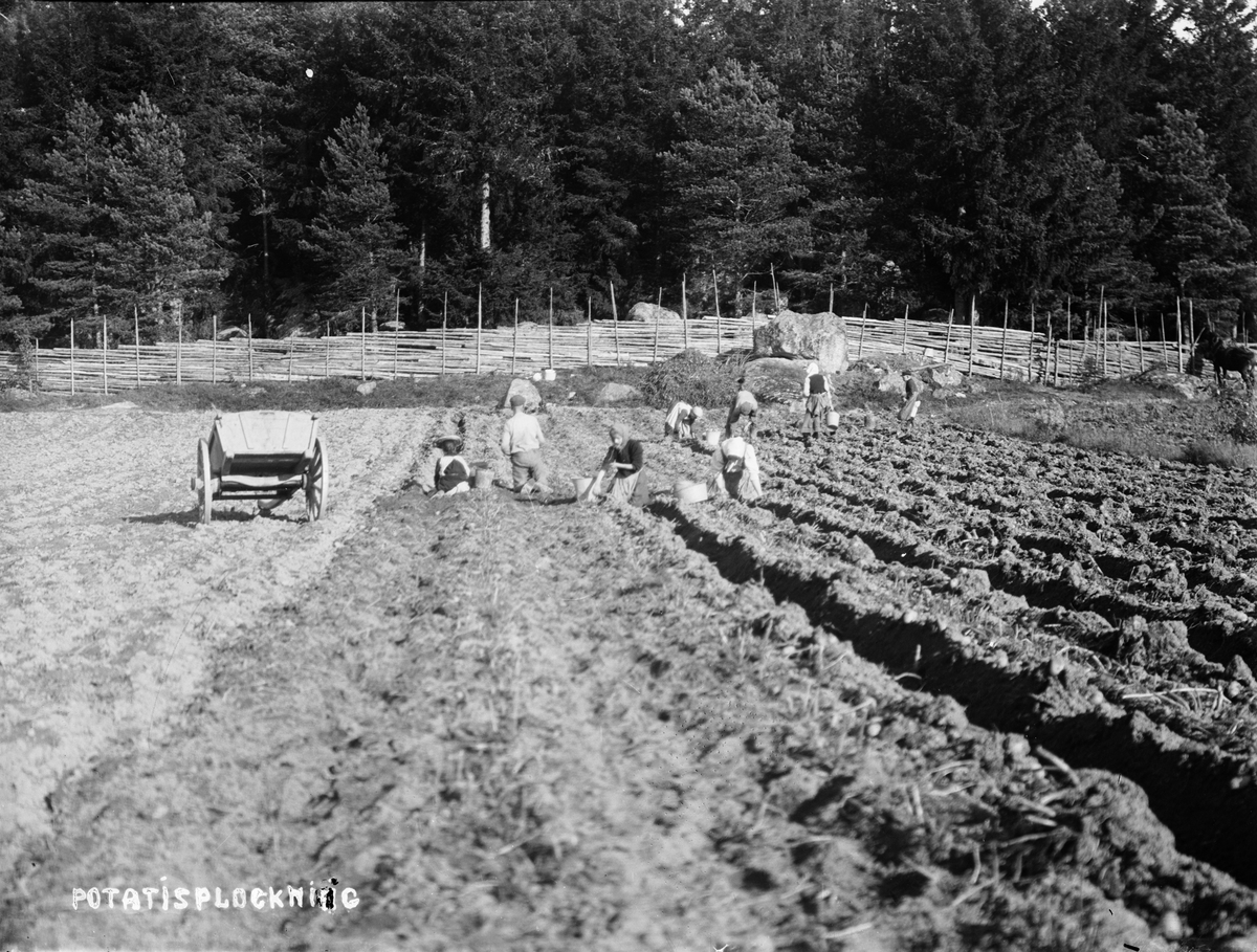 Potatisplockning i Sävasta, Altuna socken, Uppland i början av 1900-talet