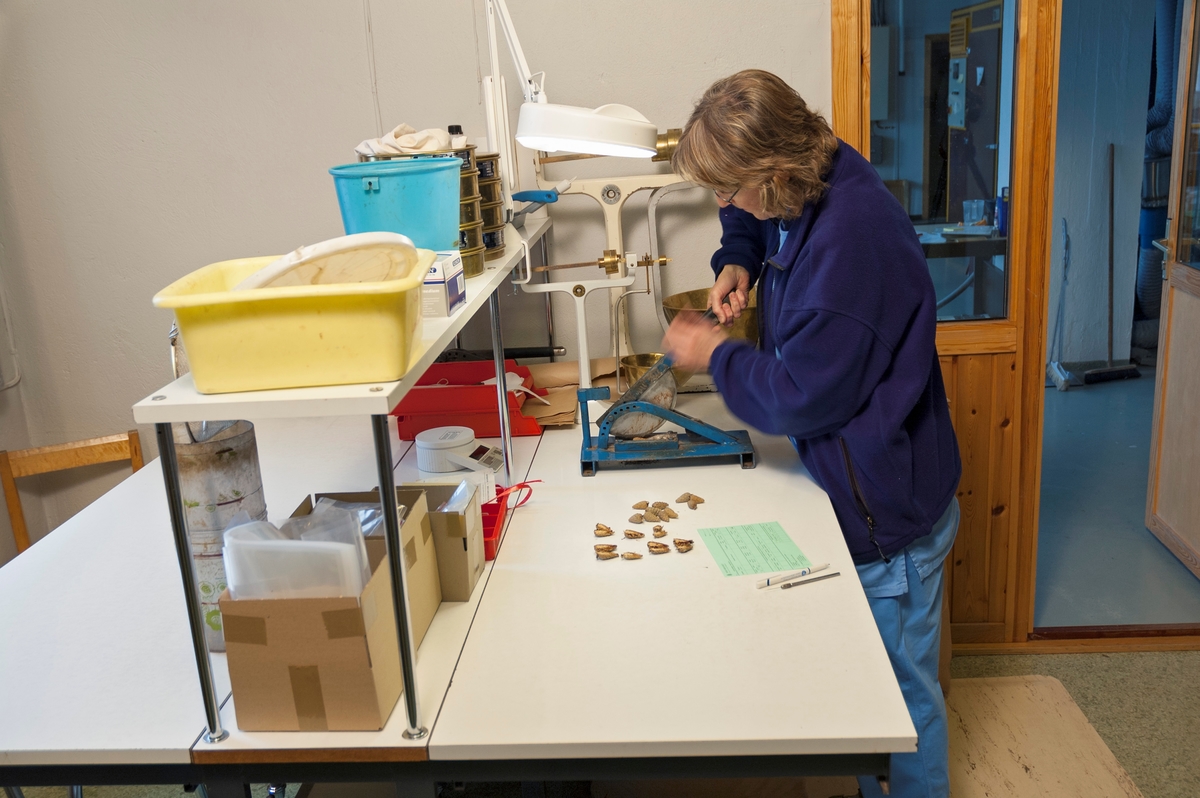 Interiørbilde fra Det norske Skogfrøverk på Hamar.  Skogfrøverket har laboratorium, som særlig arbeider med frøtesting.  Laborantene foretar prøvetesting av kongler og frø fra lokaliteter der det er aktuelt å starte konglesanking, de utfører rutinetesting av frøpartier som har ligget lenge på lager og de tester salgsfrø.  Dette fotografiet viser laboratorieleder Heidi Røsok Bye som deler kongler med en kniv som snitter dem i to langs midten.  Poenget er å kunne studere konglene innvendig, slik at det blir mulig å ta stilling til eventuelle insekt- eller soppangrep.  Slike undersøkelser gjøres alltid før det blir tatt stilling til om sanking skal igangsettes på de stedene kongleprøvene kommer fra. 
