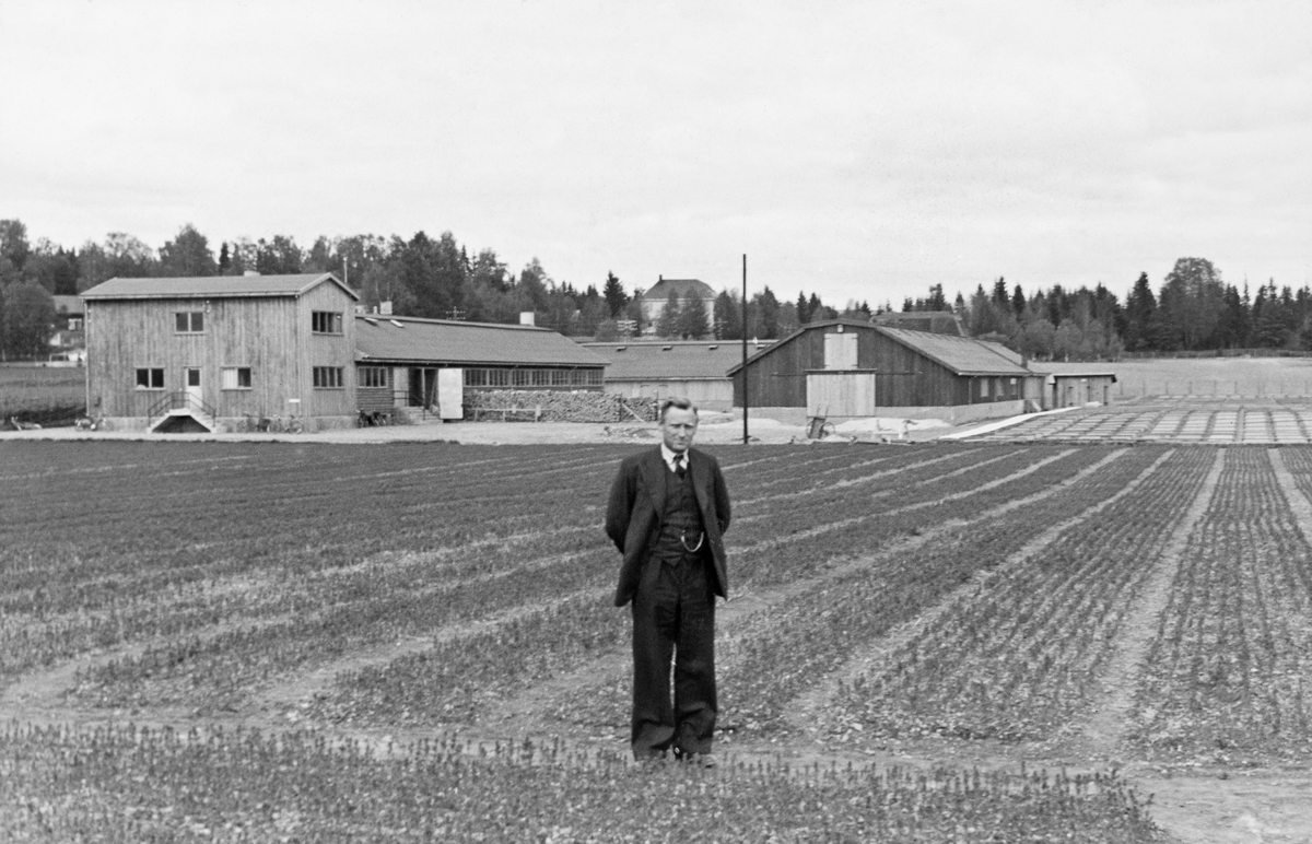 Charles Delgobe Kohmann foran planteskolen på Sønsterud i Åsnes, Hedmark.  Kohmann er kledd i mørk dress med vest, kvit skjorte og slips.  Han står i et av gangarealene mellom plantesengene.  I bakgrunnen ser vi kontorbygningen samt lager- og pakkhusene ved anlegget. 

Kontorbygningen (til venstre på dette fotografiet), som var drøyt 46 meter lang og 12 meter bred, ble bygd i 1939. Mesteparten av denne bygningen var oppført i en etasje med 2,5 meters gesimshøyde, men i den vestre enden fikk bygningen to etasjer og 5 meters gesimshøyde. Dette huset inneholdt spisesal med plass til opptil 350 personer, bestyrerkontor og lønningskontor, lagerrom og smie. Smia hadde ildfaste vegger av betong og murstein, ellers var dette en bordkledd bindingsverksbygning. Pakkhuset, til høyre for kontorbygningen, var oppført i vinkel, med et pakkhus som var nesten 34 meter langt og er lagerhus som var drøyt 41 meter langt, begge 12 meter brede og i en etasje med samme gesimshøyde som størstedelen av kontorbygningen hadde. Også dette var en bordkledd bindingsverkskonstruksjon. I tillegg var det to utedoer på planteskolen.


Charles D. Kohmann tok eksamen ved skogavdelingen på Landbrukshøgskolen på Ås i 1919.  Året etter ble han ansatt som assistent i den statlige skogforvaltningen i Salten, Lofoten og Vesterålen distrikt.  Her deltok han fra 1922 med stor energi i oppbygginga av Rognan planteskole.  Denne erfaringa var antakelig noen av bakgrunnen for at han i 1938 ble ansatt som leder for den statlige "klenganstalten" (seinere Skogfrøverket) på Hamar og for det som skulle bli den nye store statlige planteskolen på Sønsterud i Åsnes.  Det var en sju mils biltur mellom de to anleggene.  Kohmann gikk likevel løs på oppgavene med stor energi.  I perioden 1940-45 var han dessuten redaktør for et nystartet "Årsskrift for norske skogplanteskoler".  I 1946 ble klenganstalten på Hamar herjet av brann, og det ble Kohmanns oppgave å administrere bygginga av et nytt anlegg på ny tomt.  Derfor opphørte utgivelsene av det nevnte tidsskriftet, og fra årsskriftet 1946-47 ble det også ansatt en ny leder ved skogplanteskolen på Sønsterud, slik at Kohmann kunne konsentrere seg fullt og helt om å få reist det nye hovedanlegget for norsk skogfrøproduksjon på Hamar.  Kohmann ledet Statens Skogfrøverk fram til årsskiftet 1964-65.  Han døde i 1966. 

Fotografiet er hentet fra et kartotek som ble samlet av Waldemar Opsahl, som var statskonsulent for skogkultursektoren fra 1936 til sin død i 1954.  Arkivet ble overlatt til Norsk Skogbruksmuseum i Tore Fossums bestyrertid.  Opsahl har antakelig tatt de fleste av bildene i arkivet.  Materialet består av pappkort med opplimte kopier av svart-hvitt-fotografier.  Kortet med dette fotografiet på er merket "A. K. 1" og "(792)".  En pålimt gul lapp har følgende tekst:

"Sønsterud Planteskole. Bestyrer Kohmann.  W. O. fot. 1940. "