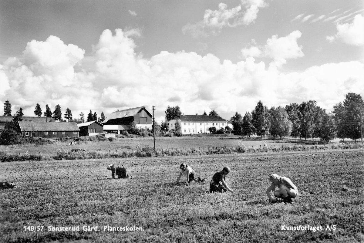 Fra skogplanteskolen på Sønsterud i Åsnes i Hedmark.  Fotografiet er antakelig tatt i 1957 fra en av åkrene vest for gardstunet.  I forgrunnen ser vi fire mennesker, hvorav minst tre kvinner, som sitter på huk eller på knærne mellom plantesengene og luker ugras.  Den nærmeste kvinna later til å være kledd i shorts og en armløs bluse.  Lukinga var et trøttende arbeid, som la beslag på mye arbeidskraft og tok mye tid, sjøl ved denne planteskolen, som var tidlig ute med traktormontert ugrasfres som tok det grøvste mellom planteradene.  I utkanten av det jordet der det foregikk luking da dette fotografiet ble tatt skimter vi bygdevegen mot Gjesåsen og Braskereidfoss, og på bakkekammen på motsatt side av vegen ser vi gardstunet på den gamle jordbrukseiendommen Sønsterud.  Til høyre ruver det digre, kvitmalte våningshuset i to etasjer, og like ved ligger en driftsbygning med gråsteinsmurt sokkeletasje (antakelig stall eller fjøs) med tømret låve over.  Bak driftsbygningen (til venstre i bildet) ligger flere mindre økonomibygninger, muligens storfe- eller grisefjøs, kanskje hønehus.  Fotografiet ble øyensynlig tatt på en lettskyet, varm sommerdag.  Staten kjøpte landbrukseiendommen Sønsterud i 1938, slik at Skogavdelingen i Landbruksdepartementet skulle kunne etablere Norges største skogplanteskole på 360 mål med dyrket mark.  Virksomheten fikk en langsom start på grunn av 2. verdenskrig, men anlegget var virkelig den største skogplanteskolen her til lands i flere tiår etter krigen.    