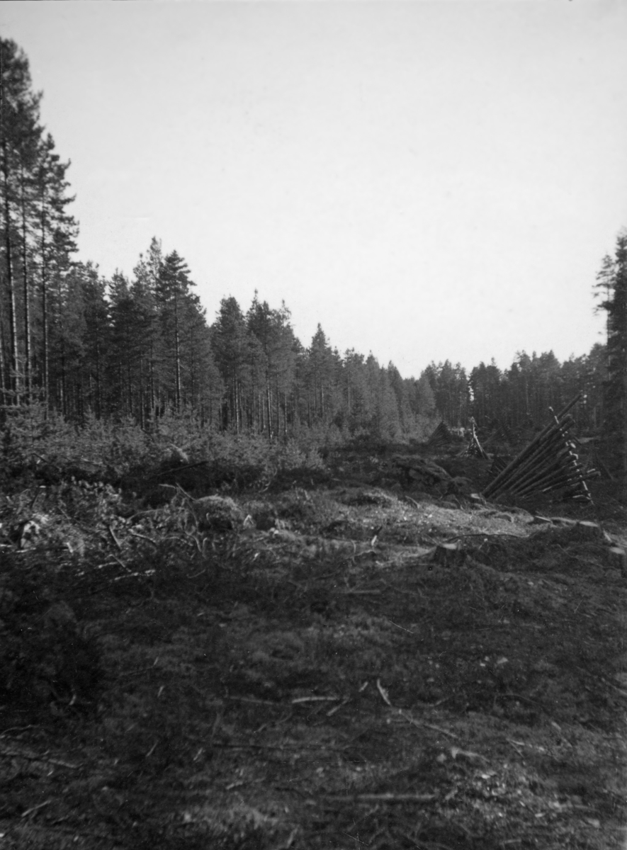 Såkalt «stripehogst» i furubestand Løiten almenning, antakelig i Rokosjøtraktene.  Stripehogsten var, som betegnelsen antyder, en variant av teighogst, der teigen ble gjort lang og smal.  Blant skogbrukerne i mellomkrigstida var det en tommelfingerregel at slike teiger ikke skulle gjøres særlig bredere enn høyden på trærne i omkringstående skog.  Hensikten var å legge til rette for naturlig foryngelse ved frøfall fra gjenstående skog på begge sider av den smale, snauhogde teigen.  Smale teiger skulle også bidra til at man unngikk radikale klimaendringer på det arealet hvor det nå skulle framelskes ny skog, og til at det ble mulig å få noenlunde godt frøfall i hele teigens bredde.  I dette tilfellet synes det som om stripehogsten er foretatt i to faser.  Det har nemlig begynt å komme opp småfuru langsmed den venstre kanten av den åpne teigen.  Her er det rimelig å tenke seg at det kan ha vært hogst 5-10 år før fotografiet ble tatt.  Langs den høyre teigkanten er det derimot ingen oppslag av furu å se, bare skogsmark med lyng, kvist og en del vedreis, noe som tyder på at hogsten her må ha skjedd i foregående driftssesong.  Fotografiet er tatt av Knud Maartmann under en ekskursjon han var med på som elev ved skogavdelingen på Oppland landbruksskole på Storhove i Fåberg. 