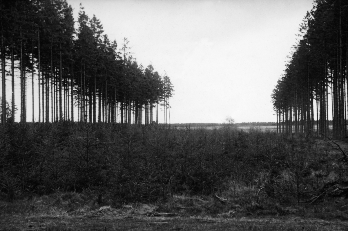 Såkalt «kulissehogst» på eiendommen Palsgård i Juelsminde kommune (seinere Hedensted) på Midt-Jylland.  Fotografiet er tatt på ei flate der det åpenbart har vært foretatt en hogst på et rektangulært areal som på to sider er skjermet av rekker med høye graner.  Hogstflata er tilplantet med gran og lerk.  Palsgård ligger i et hedeområde, altså på utpint, meget næringsfattig sand- og grusgrunn.  På dette stedet ble det igangsatt planteprosjekter alt i 1805. 

Mer om hedeskogbruket på Jylland under fanen «Andre opplysninger». 