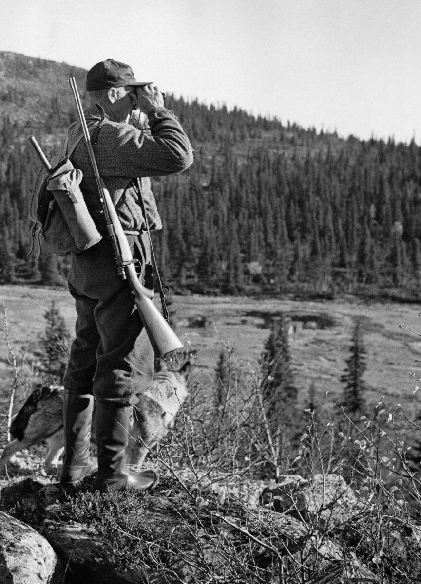 Elgjegeren Andreas Eggen (1907-1991) og elghunden Varg på et utsiktspunkt, en bergnabb, over Stormyra, som ligger bak fjellet Heivola i Stor-Elvdal.  Jegeren var kledd i vadmelsbukser og en busserull i ullstoff.  På hodet hadde han ei skyggelue.  Da fotografiet ble tatt holdt Andreas Eggen en kikkert foran øynene, for om mulig å få øye på elg i terrenget nedenfor.  Han bar våpenet sitt, ei rifle, i ei reim over den høyre skuldra, og en sekk i grått lerretsstoff på ryggen.  Et stykke tre, antakelig skaftet på ei turøks, stikker opp gjennom sekkelokket.  Andreas Eggen var kjent som en meget dyktig storviltjeger.  Sammen med kona Tina (1911-1998) drev han også fram en rekke gode elghunder.  Andreas var født og oppvokst på husmannsplassen Eggen under Mykleby, der faren livnærte familien som jordbruks- og skogsarbeider for And. H. Kiær & Co.  Plassen ble sjøleierbruk fra 1936.  Andreas overtok eiendommen etter foreldrene og arbeidet hele sitt voksne liv i de samme skogene som faren, etter hvert med Borregaard-konsernet som arbeidsgiver. Elgjakt. Storviltjakt. Elgjegere. Elgjeger.