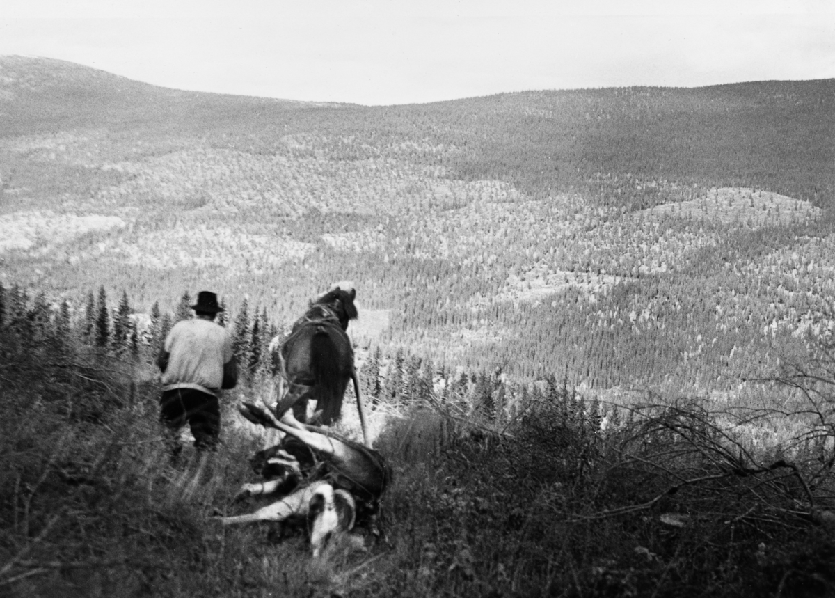 Nils Bagroen kjørere en elgokse Knut Torp hadde felt på den såkalte «Tierflata» i Imslia om ettermiddagen 27. september 1964.  Dyret ble kjørt fram til bilveg påfølgende dag.  Bildet er tatt fra den øvre delen av ei skrånende hogstflate.  Nils Bagroen og dølahesten hans er på veg nedover lia med den felte elgen, som er bundet fast på rajer, som trekkes på et drag bak hesten.  Kjørekaren var iført mørke vadmelsbukser og busserull.  Han hadde en svart filthatt på hodet og gummistøvler på beina.  I dalføret omkring elva Imsa ser vi skogteiger med varierende bestokning av bartrær. Elgjakt. Storviltjakt. Elgjeger. Storviltjeger.