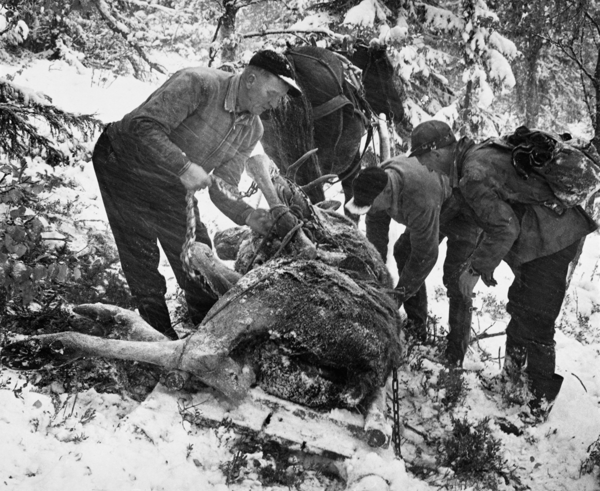 Kjørekaren Erling Roen (til venstre) og jegerne Andreas Eggen og Kjell Søgård binder en 255, 5 kilo tung elgokse de to karene hadde skutt i nærheten av Brydalsskjæra i Imslia 30. september 1969.  Dette fotografiet er tatt dagen etter, da dyret skulle transporteres ned til bilveg.  Den døde elgen ligger på sida på en trelem, der den er bundet fast ved hjelp av tau og kjetting.  Den fremre delen av lemmen er forankret i banken på draget bak heste, Svarten.  Bildet er tatt i skrånende terreng i granskog, på snødekt mark og med snødrev i lufta. Elgjakt. Storviltjakt. Storvilt. Nysnø. Snøvær. Elgjegere. Jegere.