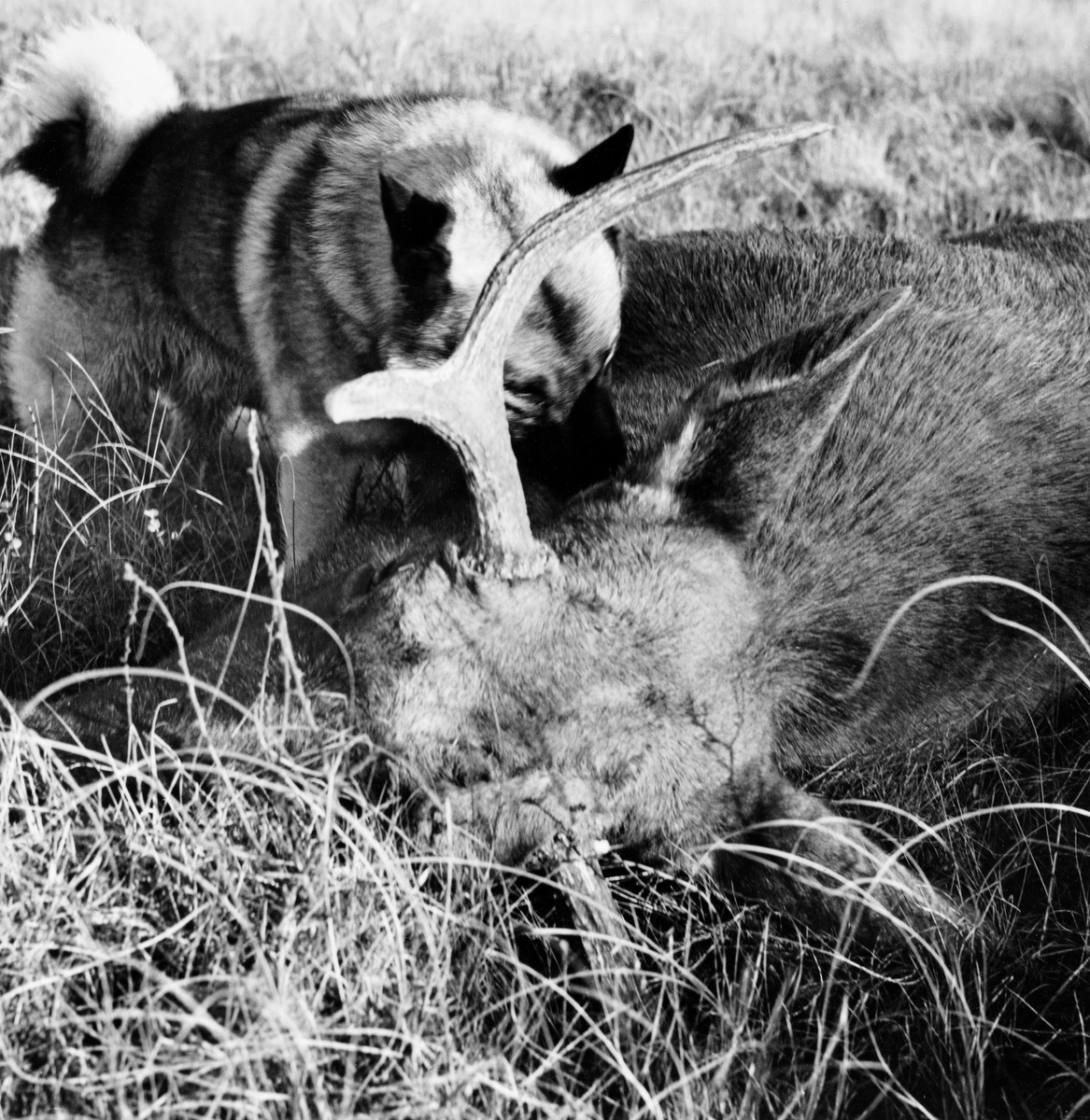 Hans Bergers elghund Pan snuser mot halspartiet på en elgokse eieren nettopp hadde skutt på Hesjagolvmyra i Slemdalen i Nordre Osen (Åmot i Hedmark).  Bildet er er tatt 30. september 1972, etter jakt med løs hund.  Grå elghund er en spisshundrase, som særlig brukes under jakt på storvilt.  Den kalles også gråhund.  Rasen er skapt gjennom selektiv avl fra 1800-tallet og framover.  Elghunden er kåret til «Norges nasjonalhund». Elgjakt. Storviltjakt.