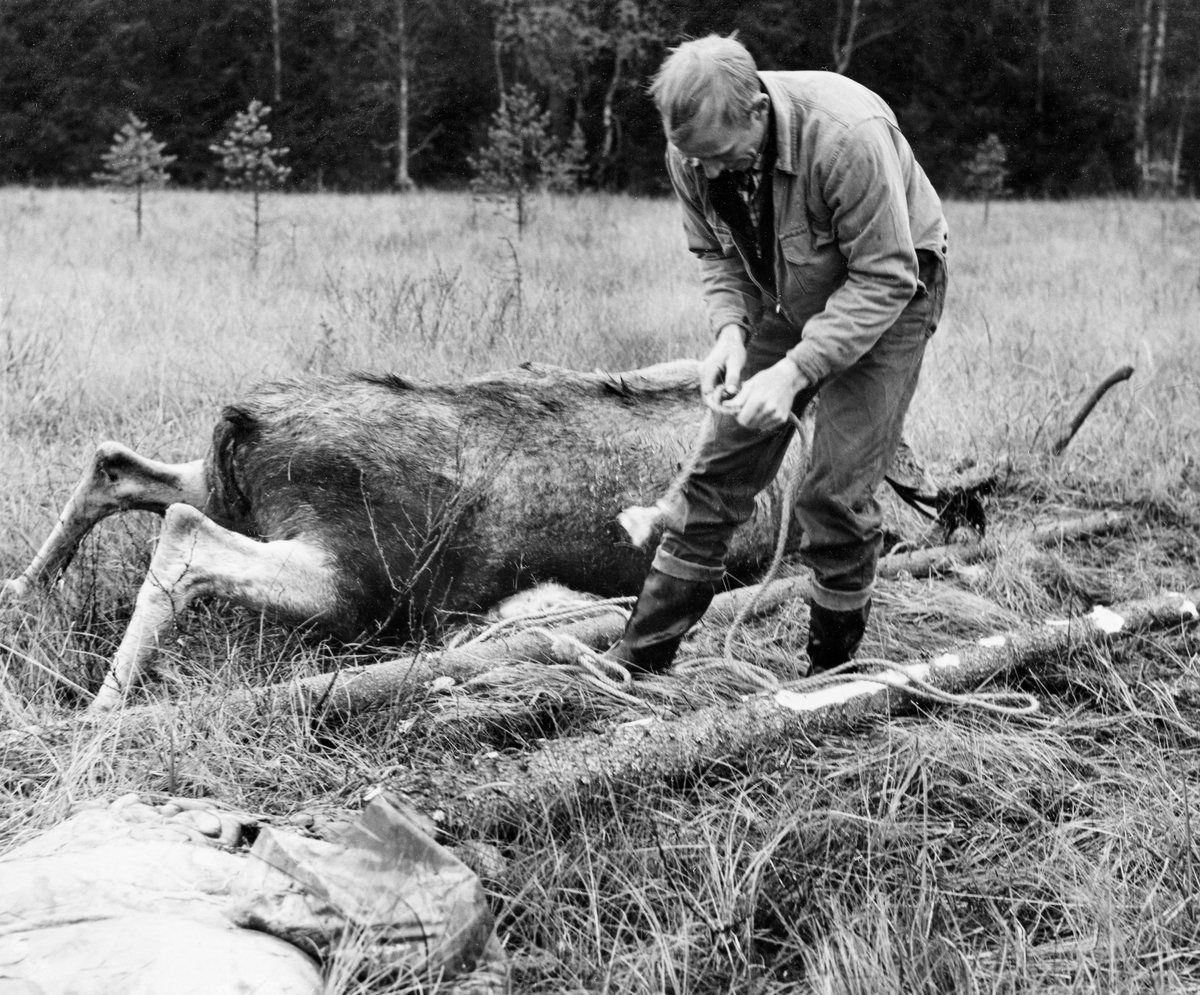 Odd Øien forbereder transport av en elgokse Ulf Jerpseth felte nord for Skysstadbekken i Slemdalen i Nordre Osen (Åmot, Hedmark) den 7. oktober 1973.  Fotografiet er tatt påfølgende dag.  Øien var kledd i dongerijakke og bukser, og hadde gummistøvler på beina.  Da fotografiet ble tatt var han i ferd med å lage det underlaget den døde elgen skulle slepes på.  Dette besto av to granstammer, som ble lagt parallelt, en snau meter fra hverandre, med tauviklinger mellom.  Etter hvert skulle elgen veltes over på denne «båra», som deretter ble løftet opp på lunnepanna på en vinsj bak en traktor og trukket mot bilveg (jfr. SJF-F. 006238 – SJF-F. 006242).  Tidligere hadde elgjegerne i dette jaktlaget vært vant til at uttransporteringa av felte elger foregikk på en trelem bak en hest (jfr. f. eks. SJF-F. 006215). 