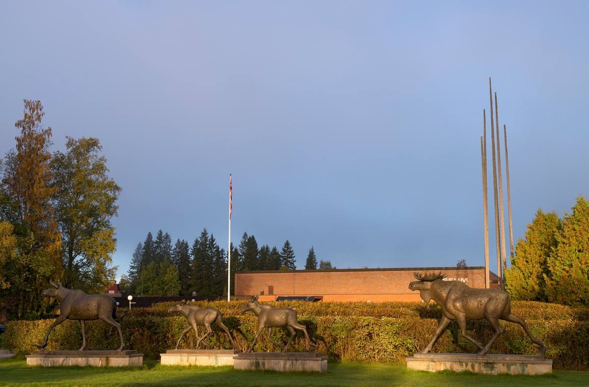 Skulptøren Skule Waksviks elgfamilie ved innkjøringa til Norsk Skogmuseum, fotografert høsten 2013.  På dette tidspunktet hadde denne skulpturrekka vært museets blikkfang mot Solørvegen i drøyt 31 år.  Dyra er portrettert i luntende trav.  De er støpt i bronse, på rektangulære plater i samme materiale, som igjen er montert på noe større betongsokler.  I bakgrunnen ser vi (nærmest) en labyrint med vegger av vier og den teglsteinsmurte museumsfasaden.  Skule Waksvik fylte 50 år i 1978, og dette ble markert med en utstilling i Kunstnerforbundets lokaler i Oslo.  En av dem som besøkte utstillingen var Jon Hoel, som da var leder i Nedre Glommen skogeierforening.  Han ble spesielt fascinert av en elgfamilie Waksvik hadde modellert.  Hoel tenkte at slike elger, i full størrelse, ville kunne bli en attraksjon på Norsk Skogbruksmuseum.  Han drøftet saken med daværende disponent og styreleder i Glommen Skogeierforening.  Begge de nevnte skogeierforeningene gav tilsagn om bidrag til finansiering av elgskulpturer på museet.  Også Haldenvassdragets Skogeierforening bidro.  Da også Elverum Sparebank og Norges Skogeierforbund bevilget penger til formålet, var det 500 000 kroner på prosjektkontoen.  Dermed kunne Skule Waksvik innlede samarbeid med et metallstøperi i Milano om produksjon av en elgfamilie med to kalver, kolle og okse i full størrelse.  Våren 1982 ble elgene montert på Norsk Skogbruksmuseums tomt mot Solørvegen, med kolla i front, kalvene mellom og oksen bakerst.  Skulpturene ble avduket av fylkesmann Oddvar Nordli og elever fra Frydenlund skole i Elverum i samband med museets representantskapsmøte 16. juni 1982.  Siden den gangen har elgskulpturene vært et populært fotoobjekt. 

I bakgrunnen på dette fotografiet ser vi museumsbygningen, som ble tegnet av arkitekter fra firmaet Duus, Fiane & Thorstensen og bygd av entreprenørfirmaet Martin M. Bakken i 1969-70.  Foran bygningen rager fem cirka 30 meter høye granstammer som en skulptur, en idé utstillingsleder Jostein K. Nysæther stod bak. 