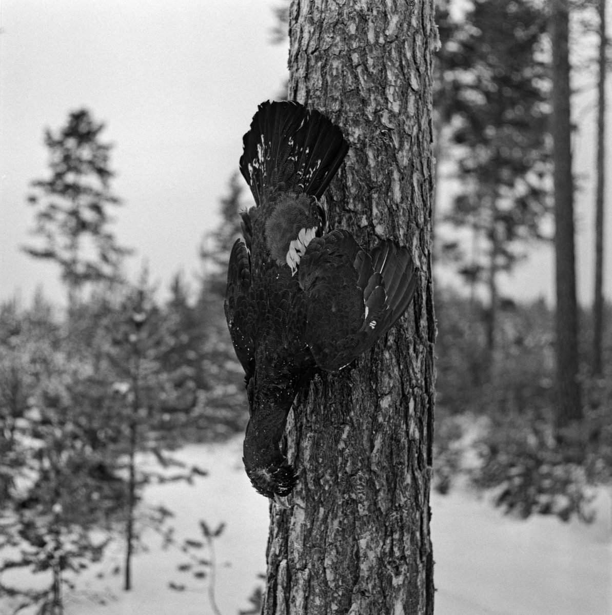 Nyskutt tiur, fotografert hengende på en furustamme med skorpebark i fleraldret furuskog.  Fotografiet er tatt i 1969, antakelig i Elverum i Hedmark. Storfugljakt. 