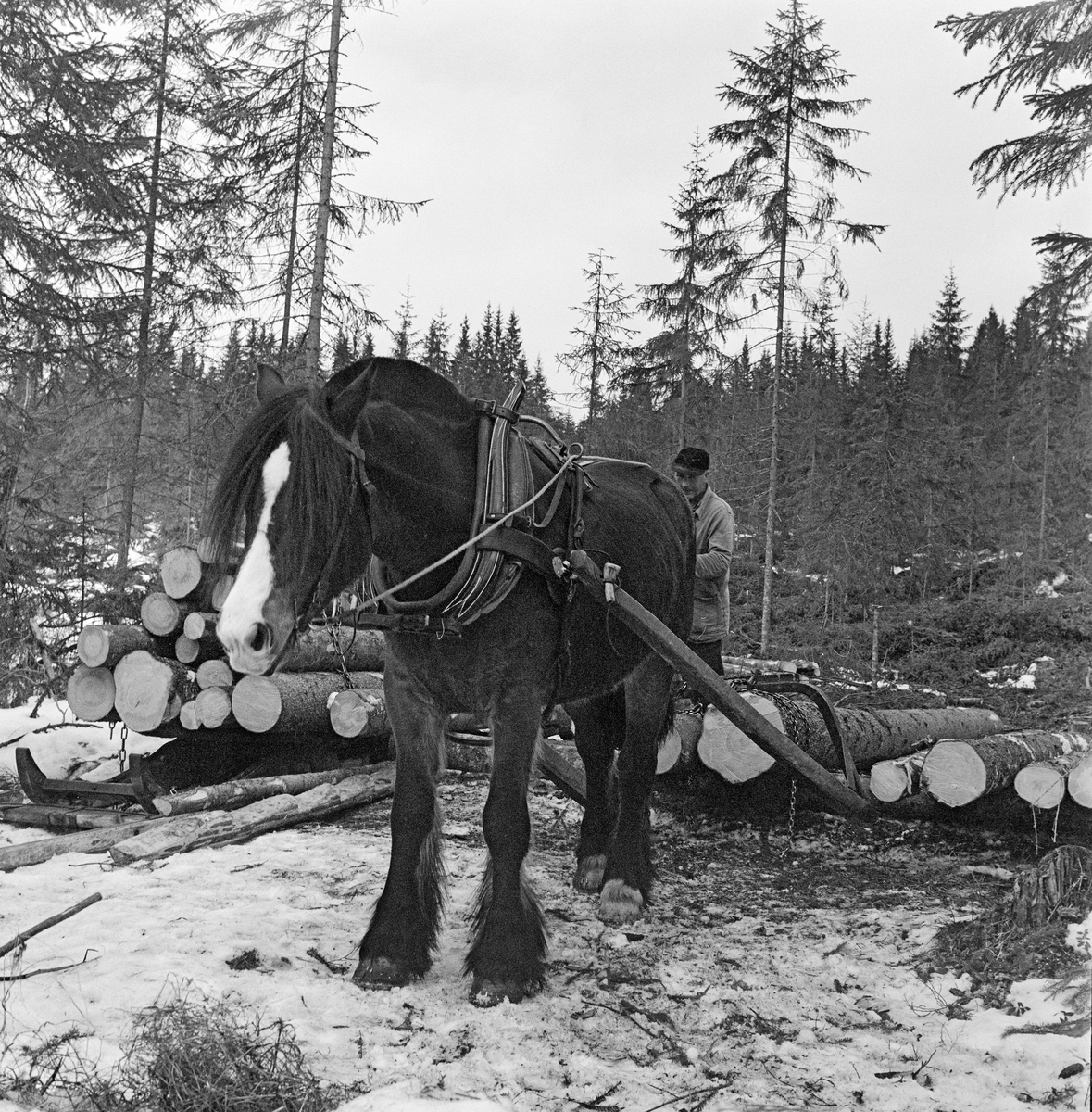 Tømmerhest med arbeidssele og såkalt bøyledrag. Fotografiet er tatt på en lunneplass i utkanten av et bestand der man hadde hogd gran, som ble kjørt ubarket til bilveg. Det var seletøyet som gjorde det mulig å trekke, bremse og rygge med hesten. Denne hesten har bogtresele med ei stoppet ringpute, som er tredd over hodet på dyret slik at den ligger an mot nakken og bringen på trekkdyret. Derfra går det kraftige drotter (draglær) til orringen, som er plassert i krysningspunktet mellom bukgjorden, bærereimene fra høvret og bakselen. Bakselen, som ble ført horisontalt fra orringene bakover sidene og rundt øvre del av lårene, var nødvendig for at hesten skulle kunne «holde igjen» i utforbakker. Hesten ble styrt ved hjelp av tømmer, som er forankret i et munnbitt. Tømmene ble ført gjennom ringene på høvret, og de var så lange at kjørekaren kunne betjene dem fra en posisjon på tømmerlasset. Bøyledraget består av dragarmer av tre med ei omvendt U-formet jernbøyle som «bank» (forbindelsesledd) mellom de bakre delene av trekkstengene.  Disse er beslått på undersida, slik at de fungerer som meier.  Jernbøyla var utstyrt med jernlenker (snarelenker) som stokkendene ble stroppet i, slik at det bare var bakendene som ble slept på bakken.  Bøyledraget ble vanlig i norsk skogbruk i åra etter 2. verdenskrig, fortrinnsvis til lunning (tømmertransport over korte avstander i skogen).  Til venstre for hesten ser vi en tømmerrustning – en toleddet slede (også kalt «bukk og geit») – med lass.  Slike tømmerdoninger ble vanlige i østnorske skogstrakter tidlig på 1900-tallet. De hadde mye større lastekapasitet enn bøyledragene, men var mer krevende å lesse. Tømmerrustningene ble helst brukt ved transport over lengre avstander – fra lunnene på hogststedene til velteplasser ved bilveg eller vassdrag. Bak hesten skimter vi kjørekaren Jørgen Larsen (1919-1988) fra Hernes i Elverum. Fotografiet er tatt i Stavåsen vinteren 1971.