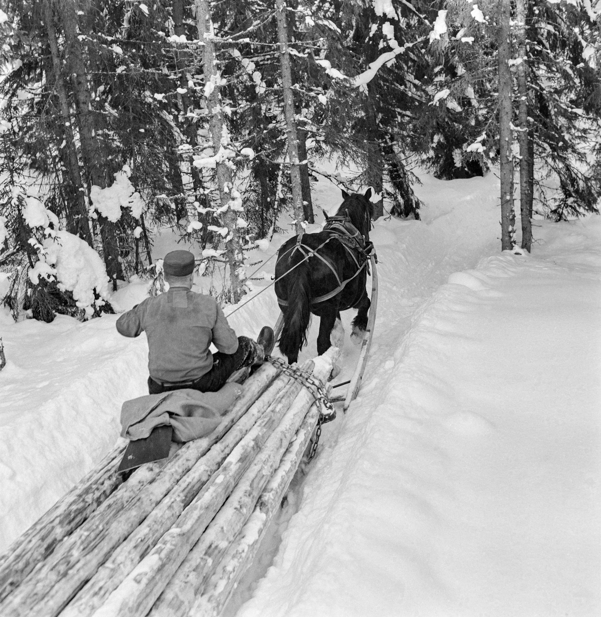 Tømmerkjøring på Jømna i Elverum vinteren 1969.  Fotografiet viser en dølahest med et kvitt bless i panna, forspent en rustning – en todelt slede, som også ble kalt «bukk og geit».  Fordelen med denne meiedoningen var at den fulgte terrenget og sledevegens kurver og staup så mye smidigere enn en tømmerslede med lange meier.  I dette tilfellet var rustningen lesset med forholdsvis grant tømmer, antakelig slipvirke, og kjørekaren satt på en liten høysekk på tømmerlasset med tømmene i hendene.  Idet fotografiet ble tatt skråt tbakfra under kjøring gjennom barskog. 
