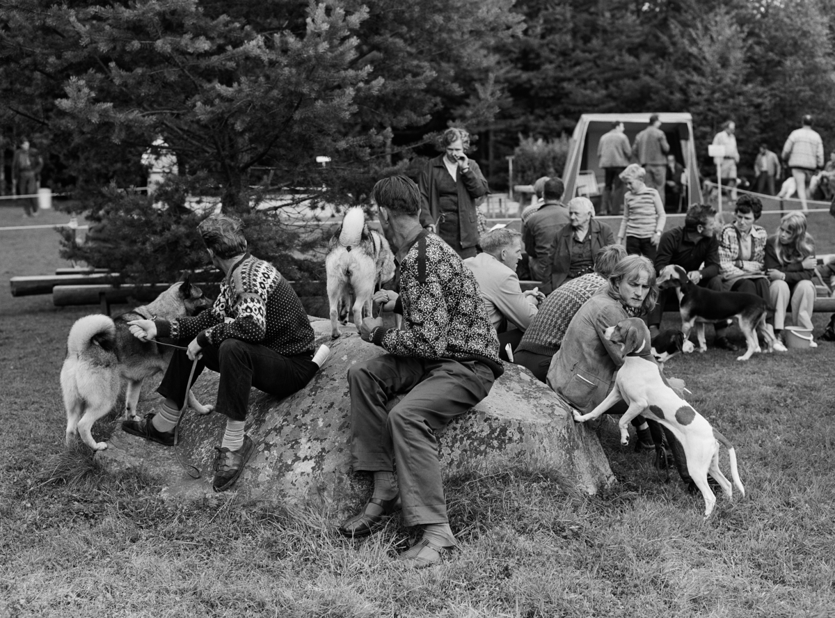 Fra hundeutstillingen under De nordiske jakt- og fiskedager på Norsk Skogbruksmuseum 11. august 1973.  Bildet viser hundeeiere som venter med elg- og harehunder i utkanten av utstillingsarenaen, som er innhegnet med sperretau.  Utstillingen hadde klasser for grå elghunder, svarte elghunder, harehunder, hamiltonstøvere, schweitzenstøvere, irske settere, pointere, vorstere og bretonere.  Elghundtispa Tanja og eieren Ole Bleken fra Fåberg fikk Sonja Henies minnepokal, som var den mest spektakulære premien. 