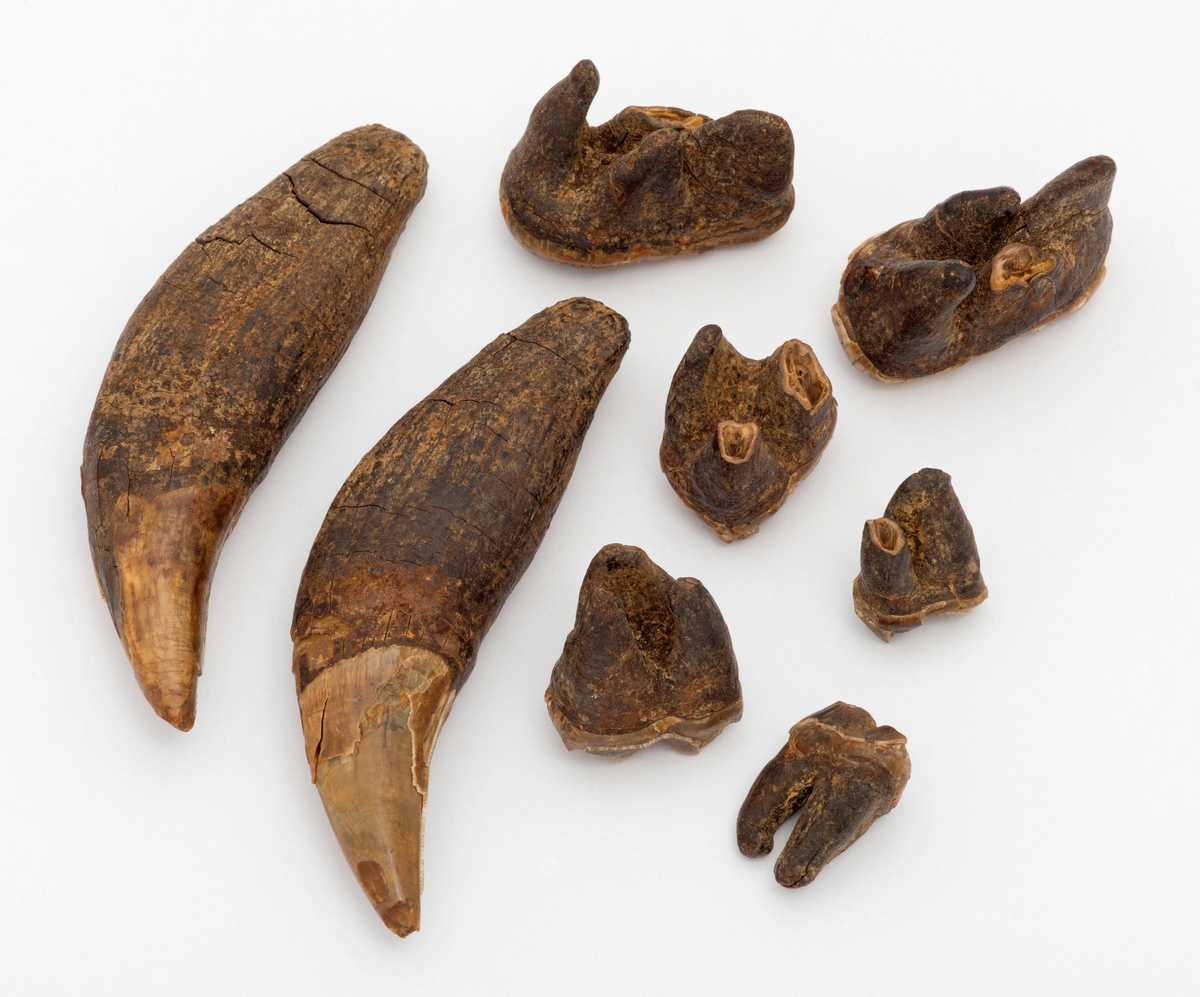 Bjørnetenner – åtte stykker – fra jordfunn som ble gjort i Romedal i Hedmark i 1959.  Kraniet som disse tennene tilhørte fulgte med i masse som ble gravd opp i forbindelse med grøfting på et litt myrlendt areal noen hundrede meter øst for tunet på garden Busvol i Romedal.  Morten Lahlum og kona, som nettopp hadde bygd seg enebolig på en bergknaus ved Solvinvegen fikk lov å hente noen traktorlass av den oppgravde grøftemassen da de skulle opparbeide hage omkring huset sitt.  Ingen observerte kraniet under opplessing, men Morten Lahlum og kona observerte det i den ellers svarte jorda etter at traktortilhengeren ble parkert ved huset deres.  Uppsala universitet utførte en radiologisk undersøkelse på ei av tennene vinteren 2014-2015, og før kalibrering antydet de en alder på 4 595 +/- 34 år før analysetidspunktet.  Mer informasjon om dette jordfunnet og C14-analysen finnes under fanen