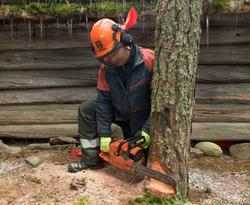 Tømrer Knut-Arild Nordli feller et furutre som har vokst tet