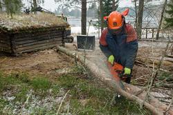 Tømrer Knut-Arild Nordli kvister et furutre som har vokst te