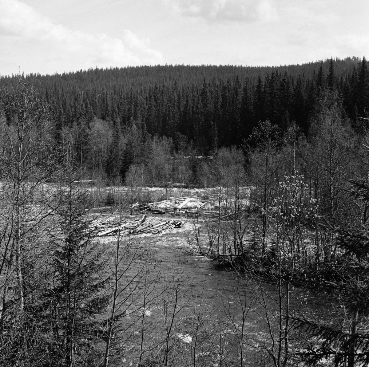 Tømmerhauger på grunner mellom holmer med krattskog i elva Åsta i Hedmark i mai 1969.  Når først noen stokker satte seg fast på slike steder, var det om å gjøre for fløterne å løsne det raskt, ellers ville det bygge seg opp store virkeskvanta, som det ville bli vanskelig å få løst mens vannføringa i elva var stor nok til at fløtinga kunne gått lett unna.  Hvis vannstanden rakk å synke betydelig før haugene var løst, kunne det bli mange tunge tak for fløterne, og i elver med mange steinskjær og grusører kunne det bli vanskelig å få tømmeret «utfløtt» før neste sesong.  Åsta har sine kilder i de østlige fjelltraktene i Øyer (i Oppland fylke). Derfra renner elva sørøstover gjennom de nordre Hedmarksallmenningene før den skjærer østover og renner ut i Glomma i Åmot i Østerdalen. Vi vet ikke eksakt hvor dette fotografiet er tatt, men det er åpenbart fra den nedre delen av vassdraget, altså på Vangs eller Åmots grunn.  

Åsta var fløtbar i om lag tre mils lengde, men fløtinga på den øverste delen av denne strekningen var usikker.  Dessuten var det slik at allmenningene i Ringsaker, Furnes og Vang tok mye av tømmeret til egne sagbruk.  Derfor var den nedre delen av dette vassdraget - fra Djuposet og nedover - at fløtingsaktiviteten var størst.  I 1969 ble det fløtet snaut 4 000 kubikkmeter tømmer i Åsta.  I prioden 1950-1959 var gjennomsnittlig årlig fløtingskvantum i denne elva 4827 kubikkmeter, så fløtingskvantumet i 1969 var ikke illevarslende lavt.  Dette var likevel nest siste sesong med fløting i dette sidevassdraget.