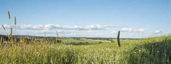 Foto av en grønn åker. Himmelen er blå.