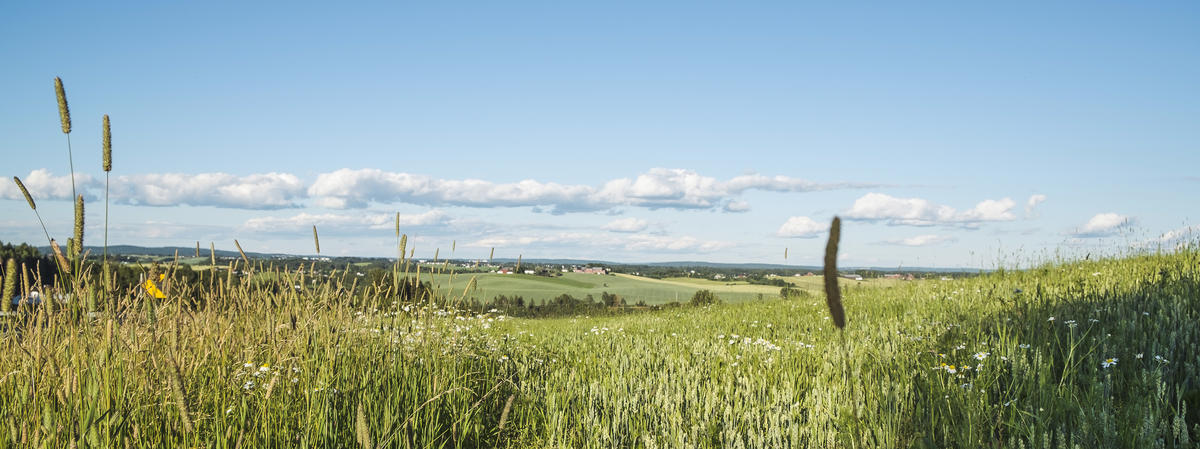 Foto av en grønn åker. Himmelen er blå.