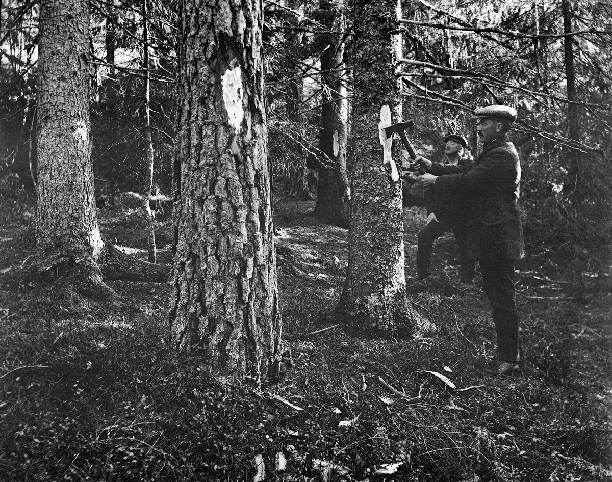 Blinking i eldre blandingsskog av gran og furu ved Staurheim i Bø i Telemark.  To menn arbeidet med å merke trær som skulle hogges påfølgende driftssesong i denne skogen.  Den nærmeste av dem viste hvordan han hogg et «blinkebless» - skavet vekk en barkstrimmel i brysthøyde.  Vi ser også tydelig redskapet han brukte, ei blinkeøks med en plan egg på den ene sida og en profilert egg på den andre.  Den plane eggen ble brukt til å hogge blinkeblesset, deretter vendte «blinkeren» øksa og hogg det profilerte merket inn i blesset, slik at ingen skulle tro at dette var noen vanlig mekanisk skade på treet.  Blinkearbeidet ble vanligvis utført om høsten, for driftene var vanligvis høst- og vinterarbeid.  Dette fotografiet er tatt i 1930.