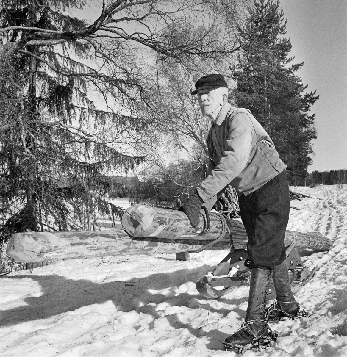 August Herstadhagen (1886-1977) fra Elverum demonstrerer manuell lunning av tømmer ved hjelp av stutting (jfr. SJF.01383).  Stuttingen var en kjelke med en kraftig tverrbank av tre.  I to av tre hakk i overkanten på denne banken hadde Herstadhagen lagt barkete tømmerstokker, som han hadde bundet sammen med tau, med tyngdepunktet litt bak banken.  Rotendene skrubbet mot det snødekte underlaget bak stuttingen.  Herstadhagen hadde satt tømmersaksa i toppenden av en av stokkene.  Med saksa i den ene handa og den andre handa foran på en av stokkene dro og styrte kjørekaren doningen fra en posisjon foran stuttingen.  August Herstadhagen var kledd i mørke vadmelsbukser og lys dongerijakke.  På hodet hadde han ei mørk østerdalslue.  På beina hadde han snøsokker, lærstøvler og truger.  Herstadhagen hadde sjøl lagd og brukt dette meieredskapet, som var om lag 170 centimeter langt og hadde 70 centimeters sporbredde.  Bildet er tatt på Elverum prestegards grunn, like nord for Norsk Skogbruksmuseum, antakelig som en demonstrasjon av bruksmåten i forbindelse med at stuttingen ble overlatt til museet.