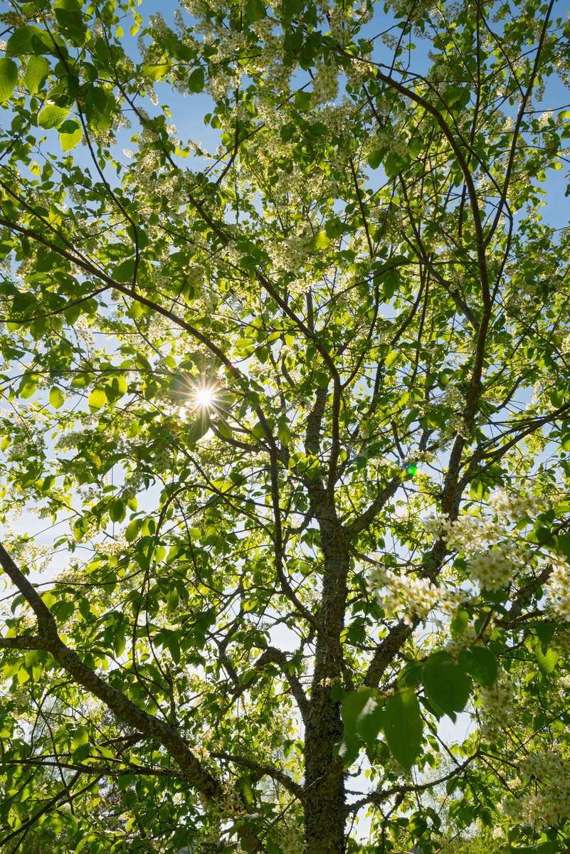 Solstreif gjennom krona på et heggetre på eiendommen Børli i Eidskog kommune i Hedmark.  Hegg (Prunus padus) er en lauvtreart som finnes over størstedelen av Europa, med unntak av deler av Italia og Balkan.  Arten finnes i samtlige norske fylker, opp til Hammerfest i nord og opp mot drøyt 1 200 meters høyde over havet på Hardangervidda.  Hegg trives best på humusrik, fuktig mark, ofte i blanding med andre treslag i skoglier og langs bekkedrag.  Heggen har ovale, fintakkete blad.  Den setter tidlig vakre, kvite blomster i klaser og utvikler seinere frukter i form av svarte bær.  Heggeveden har gulkvit yte og brunlig kjerneved.  I værharde strøk har hegg vært en del brukt som prydtre, men arten har lett for å pådra seg lokkrustsopp (Pucciniastrum aerolatum), som har lett for å spres til granskog i områder der det vokser hegg.  Heggen har seig ved, og heggvirke har derfor vært en del brukt til tinner på høyriver.  Bortsett fra en viss bruk i slike redskapskomponenter har ikke heggen hatt noen stor forstlig betydning.