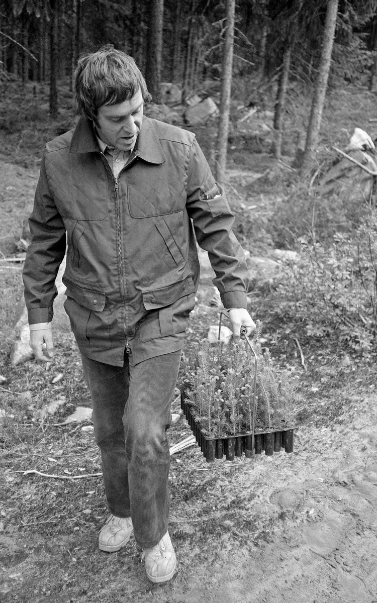 Olav Kaveldiget, som da dette fotografiet ble tatt var statskonsulent i Landbruksdepartementet med skogkultur som arbeidsfelt, med granplanter i et pottebrett med bærehank.  Planter som ble dyrket i slike brett ble introdusert i norsk skogbruk i 1970-åra, og de vant raskt innpass, både fordi  produksjonen av slike planter i skogplanteskolen var effektiv og fordi pluggplantene var langt enklere å plante på foryngelsesfeltene i skogen enn barrotplantene som hadde vært den dominerende plantetypen til da.  Plantene ble levert i dyrkningsbrett av hardplast (polyetylen).  Standardbrettene hadde 95 plantehull («M-95»).  I et effektiviseringsorientert skogbruk oppsto det diskusjoner om hvordan brettene mest hensiktsmessig skulle handteres på plantefeltene.  En av de første løsningene som ble lansert var bærehanker som den vi ser på dette fotografiet.  Etter hvert kom det også alternativer i form av meiser og belter, skulle frigjøre hendene til plantørene, og som var mer hensiktsmessige enn pottebrett i bærehank i ulendt terreng med mye hogstavfall og buskvegetasjon. Fotografiet ble tatt under en faglig demonstrasjon i 1977, da pluggrotplantene og redskapene som ble brukt når slike planter skulle ut på kulturfeltene i norske skoger fortsatt var under utprøving.