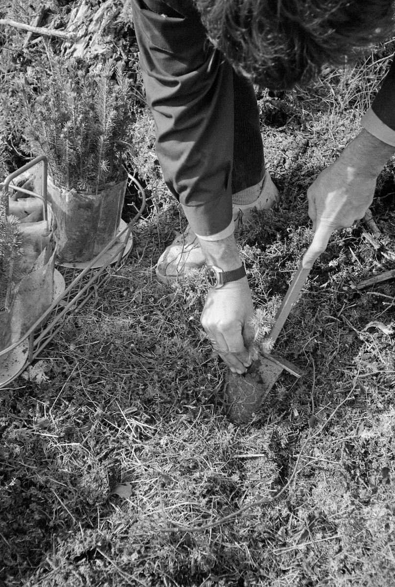 Olav Kaveldiget, som da dette fotografiet ble tatt var statskonsulent i Landbruksdepartementet med skogkultur som arbeidsfelt, viser planting av torvbandplanter på ei hogstflate i granskog, antakelig i Eidsvoll prestegardsskog i Akershus.  Fotografiet ble tatt under en faglig demonstrasjon i 1977, da nye typer dekkrotplanter og redskapene som ble brukt når disse plantene skulle ut på kulturfeltene i norske skoger fortsatt var under utprøving.   Metoden med skogplanteproduksjon i torvband ble utviklet av finske Pentti Nisula i midten av 1960-åra.  Her til lands fikk denne plantetypen en varm talsmann i Åge Froland, daværende bestyrer ved Sønsterud planteskole i Åsnes i Hedmark.  Han var klar over at svenskene hadde utviklet pluggrotplanter som de med gode resultater hadde plantet ut på markberedte arealer, men mente at torvbandplantene ville være mer robuste i et norsk skogbruk som var preget av vanskeligere terreng og mindre markberedning.  Følgelig fikk han i gang produksjon av torvbandplanter på Sønsterud tidlig i 1970-åra.  Til disse plantene fikk mekanikeren Per Ulven på Tangen i Stange (Hedmark) i oppdrag å utvikle planteutstyr.  Han leverte plantespett med kileformete blad og et tverrstag som plantøren kunne sette foten på for å drive kilen ned i marka.  Etter å ha opparbeidet et plantehull på denne måten, skulle torvbandplantene føres forsiktig langs kilen og ned i det opparbeidete hullet, slik Kaveldiget viser på dette fotografiet.  Til venstre ser vi ei spesiell plantekorg som Per Ulvin utviklet for torvbandplantene.  Denne plantetypen ble etter hvert fortrengt av de såkalte pluggplantene, som ble produsert i plastbrett med torv i plantehullene og utplantet ved hjelp av hullpipe.