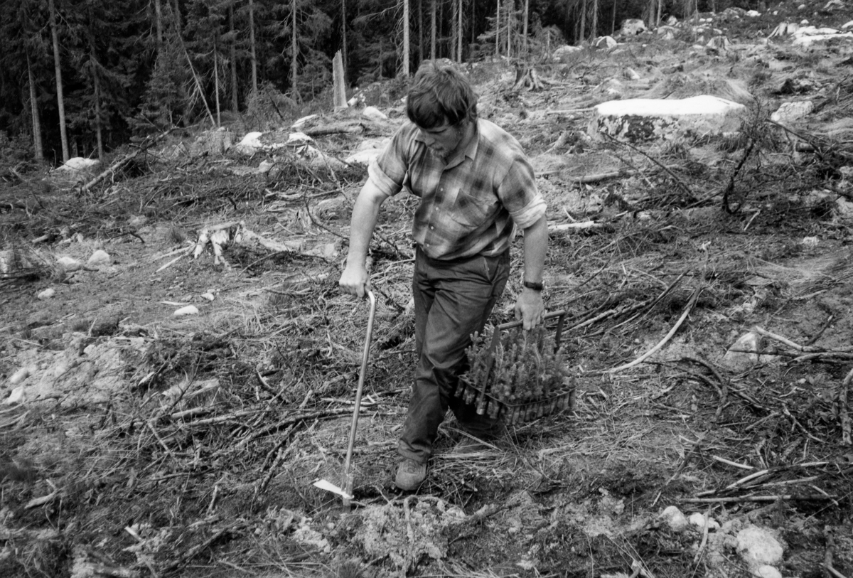 Ottar Skjølås, fotografert da han plantet pluggrotplanter ved hjelp av hullpipe i Eidsvoll prestegardsskog i Akershus i juni 1977.  Fotografiet er tatt i forbindelse med et prosjekt der personale fra Norsk institutt for skogforskning (NISK) å finne ut hvordan man mest mulig rasjonelt skulle arbeide med den nye plantetypen – dekkrotplanter som var drevet fram i pottebrett av plast, og som følgelig gikk under betegnelser som «pottebrettplanter» eller «pluggplanter».  Disse plantene ble levert i rektangulære dyrkingsbrett av svart hardplast (polyetylen), vanligvis med 95 plantehull.  Ved utplanting ble pluggplantene varsomt trukket ut av brettene og plassert i dertil egnete hull i marka, som plantøren hadde lagd ved hjelp av ei «spaserstokkformet» hullpipe av stål, som vedkommende presset ned i marka ved å sette foten på ei lita stålplate nederst, der plata også ved sitt møte med marka bidro til å gi plantehullene riktig dybde.  Hvordan skulle så pottebrettene handteres på plantefeltene?  En av de første metodene som ble prøvd var å utstyre dem med et handtak, som på dette fotografiet.  Det besto av ei bøyle av bandjern som ble forankret under pottebrettets midtakse i lengderetningen og deretter løftet i et rett rørhandtak.  Dermed kunne plantøren bære hullpipa i den ene handa og pottebrettet i den andre, noe som fungerte greit i flatt, åpent lende, som her.