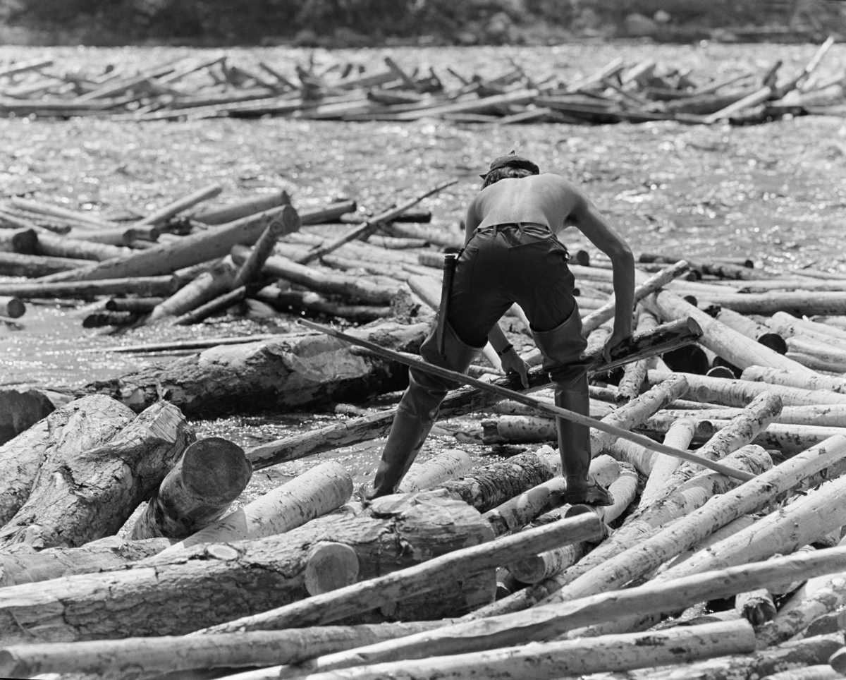 Fra fløtinga i Trysilelva sommeren 1978.  I forgrunnen ser vi fløteren Jan Jensen (som seinere har skiftet navn til Jan Nordvålen) i arbeid med å løsne tømmer (slipvirke) som hadde strandet og kilt seg fast ved en elvebredd.  Da dette fotografiet ble tatt hadde Jan lagt fra seg fløterhaken og i stedet tatt en toppstokk, som han brukte til å bende løs stokkene.  Fløteren hadde beavernylonbukser og vadere på beina, men bar overkropp.  I bakgrunnen – lengre ute i elva – ser vi nok en tømmervase, som man tilsynelatende ikke hadde begynt å rive.

I 1978 skal det ha vært innmeldt 70 699 kubikkmeter tømmer til fløting i Trysilelva.  Tømmeret gikk til svenske kjøpere, som til sammen skal ha mottatt 112 463 fra Trysilvassdragets nedslagsfelt.  Differensen mellom de to tallene må antakelig ha vært virke som ble transportert over riksgrensa på lastebiler.   I 1978 sysselsatte Klarälvens flottningsförening 27-28 sesongarbeidere med fløting på norsk side av grensa.  Mange av disse var veteraner, men fløtingsledelsen var opptatt av å rekruttere yngre aktører også, med sikte på at fløtinga i Trysil skulle fortsette sjøl om den ble nedlagt i mange andre vassdrag.  Langs Trysilvassdraget var det stor interesse for slikt arbeid. Fløting av tømmer. Skogbruk.