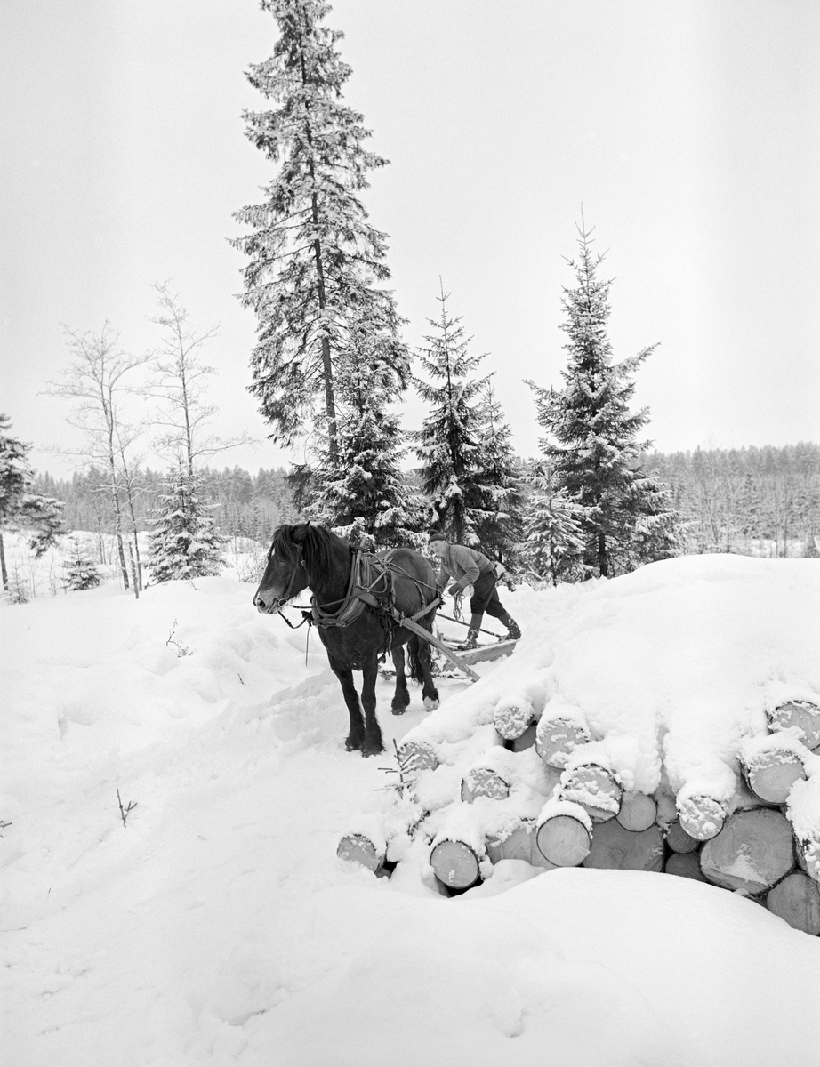 Tømmerkjøreren Johan Rasch brøyter veg for tømmertransport i Svartholtet i Elverum vinteren 1975.  Fotografiet er tatt i et område der det tydeligvis hadde vært foretatt en flatehogst.  Bare noen få gran- og bjørketrær sto igjen.  Til høyre i forgrunnen ser vi deler av ei snødekt tømmervelte.  I bakgrunnen sto barskogen tett da dette fotografiet ble tatt.   Det kan synes som om det er et far i snøen etter kjøring fram mot velta tidligere på vinteren.  Sannsynligvis hadde det falt en god del snø siden forrige gang det ble kjørt tømmer her.  Med mye løssnø som underlag ville det bli vel mye friksjonsmotstand for tømmerlassene.  Forstmannen Johannes Kåsa antyder at en alminnelig skogshest kunne trekke 1 430 kilo på flat, løs snøveg, 4 000 kilo på fast, god basveg og hele 10 000 kilo på flatt isunderlag.  Helt flatt er det ikke i Svartholtet, men tallene indikerer at lasstørrelsen langt på veg kunne tredobles om vegstandarden ble hevet fra «løs snøveg» til «fast basveg», og dette var bakgrunnen for at Johan Rasch brukte tid på å trekke en V- eller A-formet treplog bak hesten sin for å få løssnøen ut av vegfaret.  På dette fotografiet ser vi dølahesten skrått forfra.  Bak skimter vi tømmerkjøreren, kledd i vadmelsbukser, dongerijakke og topplue, som justerte plogens posisjon mens han holdt i tømmene.