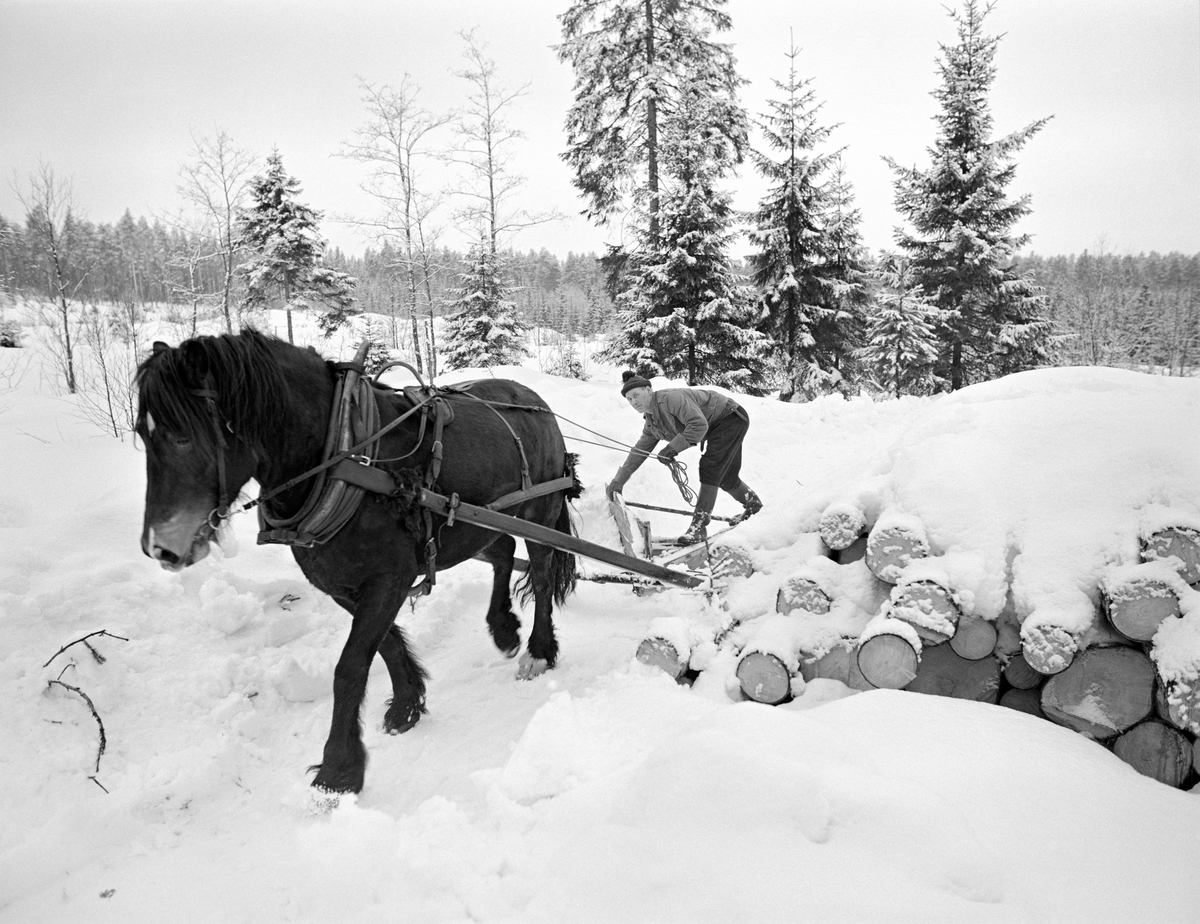 Snøplog, brukt under brøyting av basveger for tømmerkjøring med hest i Svartholtet i Elverum i 1970-åra.  Plogen hadde A-form og var lagd av forholdvis grove bord.  Da dette fotografiet ble tatt hadde kjøreren reist plogen mot en furustamme.  De to skjermene som skulle presse snøen fra vegbanen ut mot sidene hadde av en eller annen grunn noe ulik lengde.  Med mye løssnø som underlag ville det bli vel mye friksjonsmotstand for tømmerlassene.  Forstmannen Johannes Kåsa antyder at en alminnelig skogshest kunne trekke 1 430 kilo på flat, løs snøveg, 4 000 kilo på fast, god basveg og hele 10 000 kilo på flatt isunderlag.  Helt flatt er det ikke i Svartholtet, men tallene indikerer at lasstørrelsen langt på veg kunne tredobles om vegstandarden ble hevet fra «løs snøveg» til «fast basveg». Dette var bakgrunnen for at tømmerkjører Johan Rasch, som eide denne plogen, brukte en del tid på å brøyte før han fortsatte tømmerkjøringa.