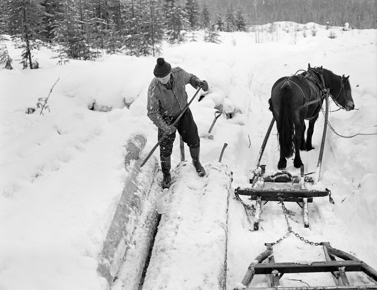 Tømmerkjører Johan Rasch i virksomhet i Svartholtet i Elverum vinteren 1975.  Johan kjørte tømmer med hest for Statskog fra det gamle Leirsameiet.  Da dette fotografiet ble tatt hadde han stilt opp hesten, som var forspent en «rustning» - en todelt tømmerdoning der framsleden ble kalt «bukk» og baksleden «geit» – foran ei tømmervelte.  Før han kunne begynne å lesse måkte han snøen fra toppen av tømmerlunna ved hjelp av ei aluminiumroko.  Deretter – i den fasen dette fotografiet ble tatt – tok han spettet for å bende løs de sammenfrosne tømmerstokkene.   Så rullet han et høvelig antall stokker over på rustningen, festet dem ved hjelp av en benningsbjønn og la høysekken på lasset for å ha sitteunderlag mens han kjørte til nærmeste bilveg eller fløtingsvassdrag.  Johan Rasch var kledd i vadmelsbukser, dongerijakke og topplue, og hadde langskaftete gummistøvler på beina mens han arbeidet.