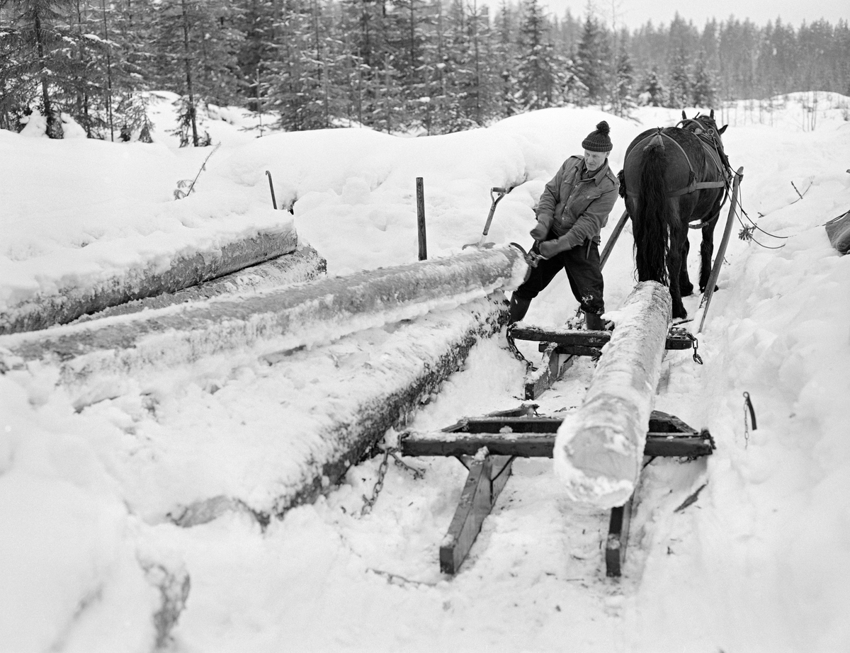 Tømmerkjører Johan Rasch (1916-2009) i virksomhet i Svartholtet i Elverum vinteren 1975.  Johan kjørte tømmer med hest for Statskog fra det gamle Leirsameiet.  Da dette fotografiet ble tatt hadde han stilt opp hesten, som var forspent en «rustning» - en todelt tømmerdoning der framsleden ble kalt «bukk» og baksleden «geit» – foran ei tømmervelte.  Før han kunne begynne å lesse måkte han snøen fra toppen av tømmerlunna ved hjelp av ei aluminiumroko.  Deretter tok han spettet for å bende løs de sammenfrosne tømmerstokkene.   Så – i den fasen da dette fotografiet ble tatt – rullet og trakk han stokkene over på sleden.  Bildet viser at Johan Rasch brukte ei tømmersaks for å få godt tak på stokken.  Tidligere var det ikke uvanlig at tømmerkjørerne slo i smaløks inn hardt inn i stokkendene og brukte økseskaftet som handtak.  Dette kunne føre til uheldige sprekkskader i verdifullt skurvirke.  Når tømmerkjøreren hadde fått et høvelig antall stokker over på rustningen, festet dem ved hjelp av en benningsbjønn og la høysekken på lasset for å ha sitteunderlag mens han kjørte til nærmeste bilveg eller fløtingsvassdrag.  Johan Rasch var kledd i vadmelsbukser, dongerijakke og topplue, og hadde langskaftete gummistøvler på beina mens han arbeidet.  Dette fotografiet gir ellers et fint inntrykk av hvordan tømmerrustningen var konstruert.  Den besto av to forholdsvis smalsporete sleder, som var koplet sammen ved hjelp av ei jerntrosse (en kjetting).  På «Bukken», framsleden,  og meiene var forbundet med en fast tverrbank, og sentralt på denne var det plassert en bolt som var hengslingsleddet for den dreibare svingbanken tømmeret skulle ligge på.  Den var bredere en sjølve sleden, slik at lassbredden kunne bli oppimot 120 centimeter.  «Geita», baksleden, var noe bredere og hadde dessuten sidemeier som skulle skjerme lasset når det passerte steinblokker, stubber og trestammer på sin veg gjennom skogen.  Løsningen med en todelt slede, forbundet med ei jerntrosse, og med en svingbank på forsleden, var meget fleksibel på snøpakkete veger i terreng der lasset skulle passere både staup og svinger.