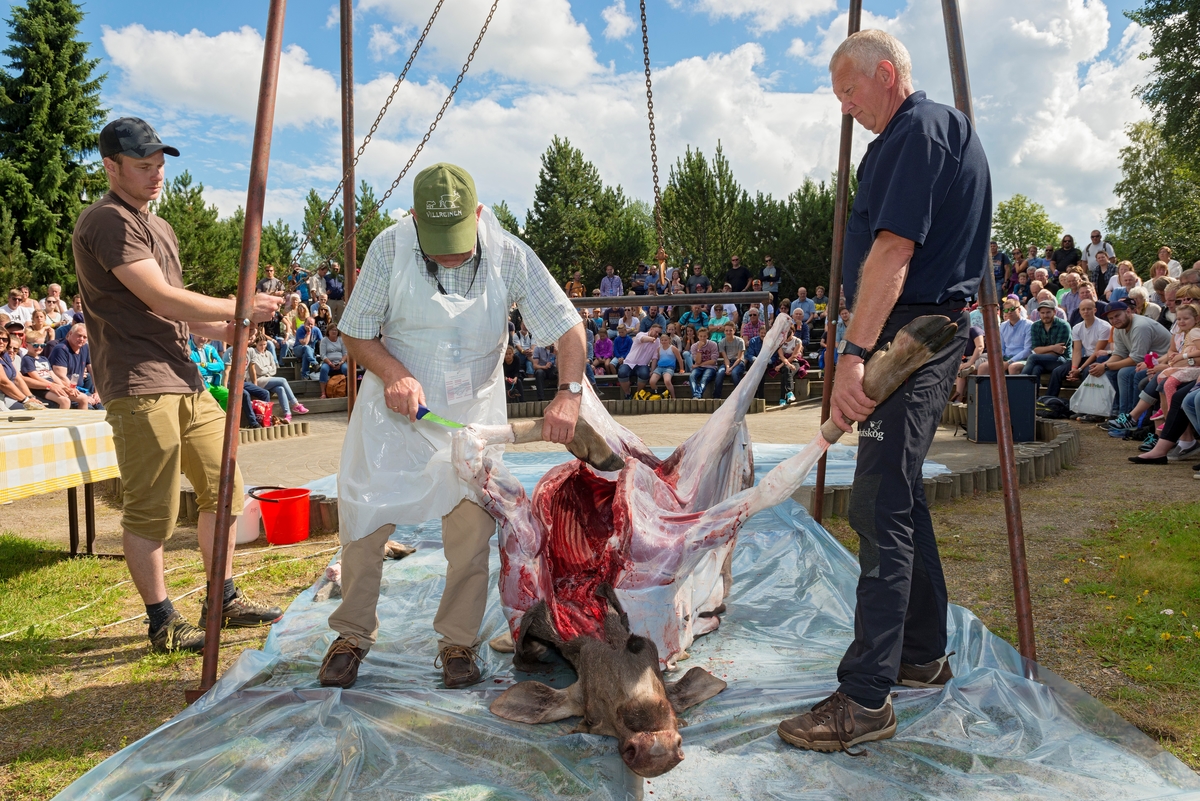 Demonstrasjon av feltbehandling av elg under De nordiske jakt- og fiskedager 2015 på Norsk Skogmuseum.   Den utmagete elgskrotten var plassert på ryggen på et plastunderlag i utkanten av museets friluftsamfi. I denne posisjonen ble beina og sidene på dyreskrotten flådd.  Da dette fotografiet ble tatt forberedte Vidar Holthe (sentralt i bildet) og hjelperne hans, Håvard Lund (t.v.) og Ivar Rustad (t.h.) oppheising av dyret i et jernstativ.  Der skulle elgen henge etter bakbeina mens man fullførte flåinga og deretter arbeidet videre med partering.  I bakgrunnen fulgte publikum interessert med,  Demonstrasjon av feltbehandling av elg har gjennom mange år vært et fast innslag i lørdagsprogrammet under De nordiske jakt- og fiskedager, og dette innslaget samler vanligvis et fullsatt friluftsamfi.