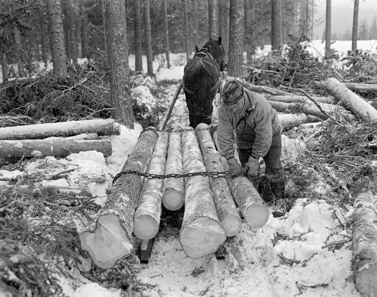 Henrik Østerhaug (1916-1990) fotografert under tømmerkjøring i Trysil vinteren 1980.  Fotografiet er tatt på et hogstfelt i granskog.  Østerhaug hadde plassert seks stokker på sleden, en rustning, også kalt «bukk og geit» eller bare «geitdoning».  Tømmerkjøreren var i ferd med å dra kjettingen fra «geita» (den bakre sleden) over lasset da dette bildet ble tatt.  Østerhaug var kledd i vadmelsbukser og busserull, og han hadde en hatt av rutete stoff på hodet.  Over skuldra bar Østerhaug tømmersaksa som han brukte til å dra stokkene opp på sleden.  Dølahesten som skulle trekke lasset sto rolig og ventet under lessinga.