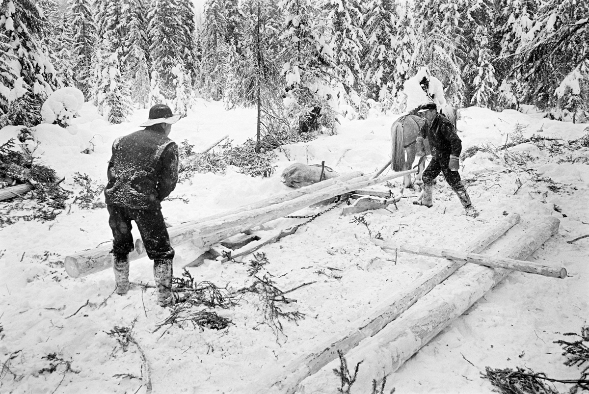 Lessing under tømmerkjøring i Nordre Osen (Åmot kommune i Hedmark) i februar 1980.  Fotografiet viser tømmerkjøreren Ole Rismyr (1931-1984) fra Trysil og løskaren hans idet de plasserte en tømmerstokk på sleden.  Dette var en «rustning», en todelt sledetype, der framsleden («bukken») hadde dreibar bank og var forbundet med baksleden («geita») ved hjelp av en jernkjetting.  Det barkete tømmeret som skulle kjøres lå ved siden av rustingen, og ble trukket opp på sleden ved hjelp av tømmersakser.  Ole Rismyr (til høyre) var kledd i mørk jakke og bukse av vadmel, og han hadde ei skyggelue på hodet.  Løskaren (til venstre) hadde et liknende antrekk, men en vidbremmet hatt på hodet.  Hesten var en fjording, som sto stille under lessinga.  Til venstre for framsleden lå det en høysekk på snøen.  Fotografiet er tatt i forbindelse med opptakene til fjernsynsfilmen «Fra tømmerskog og ljorekoie», som ble vist på NRK 1. mai 1981.  Ettersom poenget med denne filmen var å synliggjøre strevet i tømmerskogen i den førmekaniserte driftsfasen, viser den driftsprosedyrer og redskap som bare noen få veteraner fortsatt brukte på opptakstidspunktet.