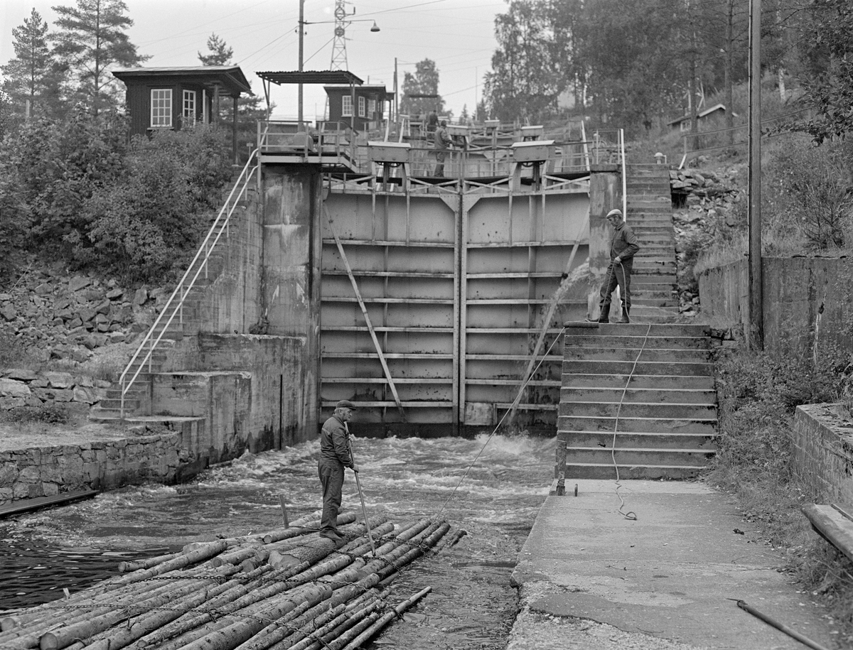 Tømmerfløting i Brekke sluser i tidligere Berg herred, nåværende Halden kommune, i Østfold.  Bildet er tatt fra den støpte plattformen på et slusekammer som var i ferd med å fylles med vann.  I forgrunnen til venstre ser vi de to bakerste tømmerbuntene på ei slusevending med ubarket slipvirke.  Petter Dammyr sto på den bakerste av buntene med fløterhaken sin, mens arbeidskameraten Einar Melby sto på et repos i trappa mot ovenforliggende sluseport med et tau eller en vaier i handa.  Karene skulle sannsynligvis fortøye tømmeret i slusa, slik at det ikke drev for langt inn mot nedenforliggende sluseport.  Skjedde det, kunne buntene sperre når slusekammeret ble nedtappet og porten i ytterenden av dette kammeret skulle åpnes.  Brekke sluser hadde en løftehøyde på hele 27 meter fordelt på 4 kamre. Disse kamrene var støpt av armert betong, og sluseportene var lagd av stål.  Åpning og lukking av sluseportene og omløpsrørene, som førte vann fra det ene slusekammeret til det neste, ble utført ved hjelp av et hydraulisk system som ble styrt fra bryterpaneler i små kiosker ved hver sluseport (til venstre øverst i bildet).  Et par av portene hadde også utkragete stålplattformer der det sto nokkespill som ble brukt til å trekke tømmer fra et slusekammer til det neste. 

Dette er det tredje sluseanlegget som ble bygd ved Brekke.  Det første, som den kjente vassdragstekniske pioneren Engebret Soot (1786-1859) hadde idéen til, ble bygd i slutten av 1850-åra av stedlig stein med rosentorv som tettingsmateriale i murverket.  Dette sluseanlegget ble ødelagt under flom alt i 1861.  I perioden 1873-1877 bygde det statlige Kanalvesenet et nytt sluseanlegg ved Brekke, også dette med fire slusekamre, men åpenbart mer solid enn det første.  Fredrikshald (Halden) kommune sikret seg fallrettigheter ved Brekke alt i 1904.  Det varte imidlertid helt til 1918 før kraftutbyggingsprosjektet her ble påbegynt.  I åra som fulgte ble det bygd en massiv betongdam ved Brekkefossen som var 110 meter lang, og som på grunn av vanskelige grunnforhold måtte få en høyde på opptil 38 meter.  Kraftverksdammen hevet med andre ord vannspeilet i den ovenforliggende delen av Stenselva kraftig, slik at det ble nødvendig å bygge et helt nytt sluseanlegg.  Dette ble utført i armert betong, med stålporter og hydraulisk styring.  Betjeningspanelene for sluseportene ble plassert i små kiosker ved hver port.  Vi ser to av dem på dette fotografiet.  Kioskene ble, i likhet med de øvrige bygningene ved sluseanlegget og kraftverket, tegnet av den kjente arkitekten Thorvald Astrup (1876-1940).  Dammen var en såkalt valsedam.  Fotografiet ble tatt i 1982, som var den siste sesongen det ble fløtet tømmer i Haldenvassdraget.  Dermed mistet sluseanleggene sin viktigste funksjon.  Rekreasjonsbruken av det kanaliserte vassdraget har imidlertid økt kraftig i åra etterpå.


En liten historikk om tømmerfløting og kanaliseringsarbeid i Haldenvassdraget finnes under fanen «Opplysninger».