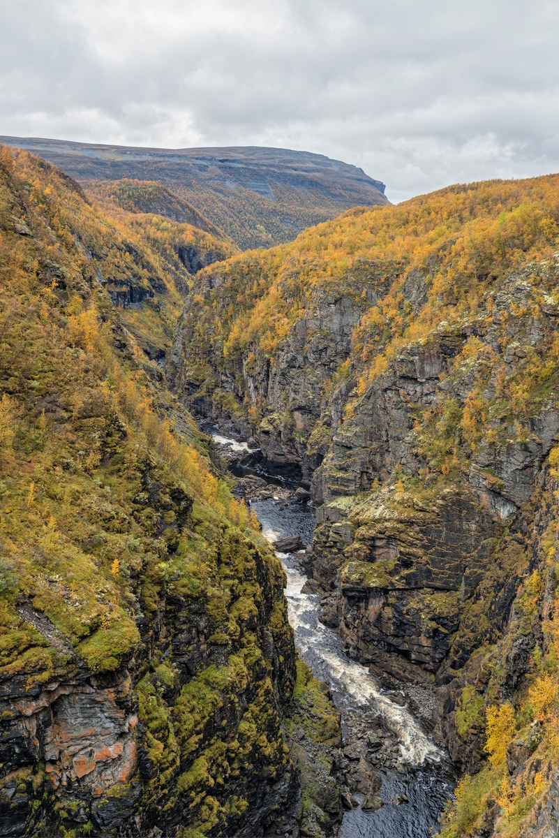 Elvegjelet eller canyonen Sávcu nedenfor Altademningen i Finnmark.  Her renner Altaelva/Àlttáeatnu mellom steile bergskrenter, bevokst med småbjørk, som da dette fotografiet ble tatt høsten 2016 hadde fått høstgult bladverk.  Dette spesielle landskapet, med sitt plante- og dyreliv, var temaer i en av den mest omstridte vassdragsutbyggingssaken i Norge.  Ei kort orientering om saksforløpet er finnes under fanen «Opplysninger».