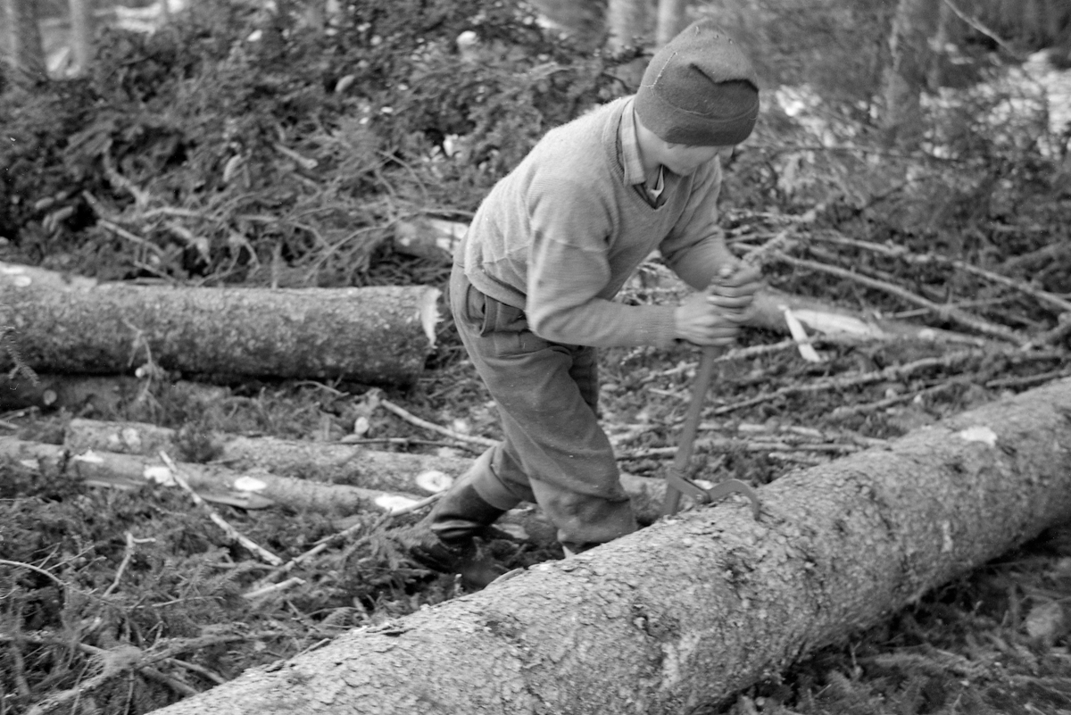 Den unge skogsarbeideren Odd Høgbakken fra Hurdal i Akershus, fotografert idet han arbeidet med å vende en kvistet, men ubarket granstamme ved hjelp av en såkalt vendhake.  Haken besto i dette tilfellet av ei jernstang med en krok som ble presset inn i treets yteved.  Deretter kunne Odd dra i stanga (skaftet) på tvers av treets lengderetning med godt håp om å få rotert det noe.  Dette ble ofte gjort for å få kvistet den sida av stammen som ble liggende ned, og dermed vanskelig tilgjengelig, etter felling.  Fotografiet er tatt i Mathiesen Eidsvold Værks skoger på Øvre Romerike (Rustad) i forbindelse med hogstundersøkelsen i 1965.  Undersøkelsen var ei systematisk kartlegging av arbeidsprestasjonene til 59 norske skogsarbeidere, fordelt over 2 766 dagsverk, i ulike typer skog, i varierende terreng, under vekslende klimaforhold og med forskjellige driftsopplegg.  Undersøkelsene ble gjort på 116 felt fordelt på ni store skogeiendommer på Østlandet og i Trøndelag.  Odd Høgbakken var antakelig en av de yngste skogsarbeiderne som var «forsøkshoggere» i denne sammenhengen.