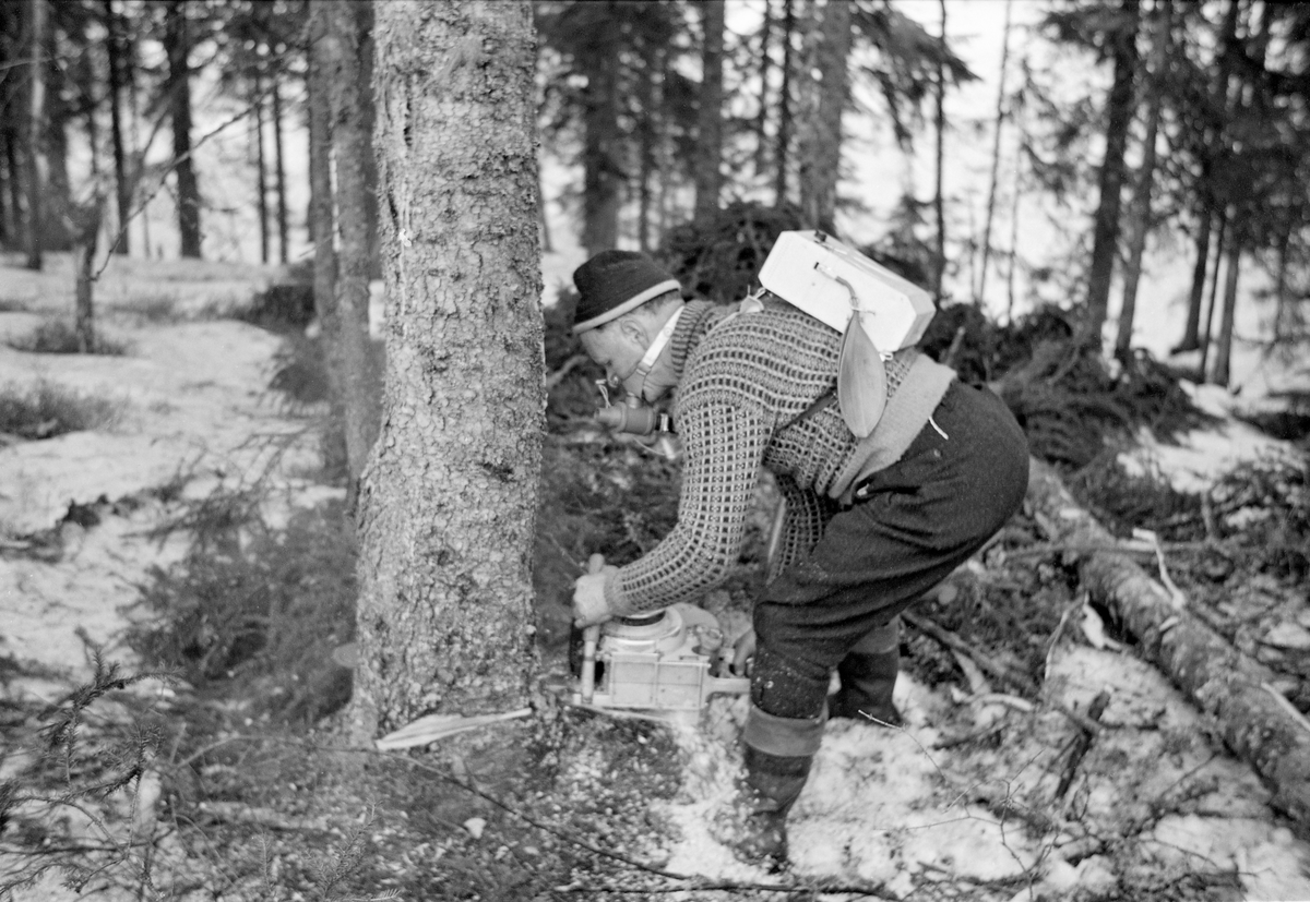 Skogsarbeider Gustav Tallakstad (1911-1982) fra Lardal i Vestfold, fotografert i arbeid i Treschow-Fritzøes skog på Akerholt i Lardal under den store hogstundersøkelsen i 1965.  Da dette fotografiet ble tatt felte Tallakstad ei gran ved hjelp av motorsag.  Han var påmontert arbeidsfysiologiske registreringsinnretninger.  Den nevnte hogstundersøkelsen ble først og fremst gjort for å kartlegge arbeidsprestasjoner ved avvirkning av gran og furu av ulike dimensjoner, i forskjellig terreng, under vekslende klimatiske forhold og med varierende bearbeiding av stokkene i skogen.  Hovedmålet var å definere normalprestasjoner knyttet til aktuelle driftsopplegg, som et faktagrunnlag for tarifforhandlingene i skogbruket.  Men forskerne viste også en viss interesse for den fysiologiske anstrengelesene som lå bak arbeidsprestasjonene.  Norsk Skog- og Landarbeiderforbund og Skogbrukets Arbeidsgiverforening hadde oppnevnt hver sin «typearbeider», som skulle delta i undersøkelsene på mange forsøksfelt rundt i landet.  Disse to karene var også «prøvekaniner» for registreringa av arbeidsfysiologiske belastninger.  Gustav Tallakstad var mannen Skog og Land valgte som sin typearbeider.  Hjertefrekvensen under arbeidet ble registrert via elektroder som var festet mot huden under brystvortene.  Impulser fra elektrodene ble overført via radiosender til en forsterkerenhet som gjorde det mulig for observatører – «tidsstudiemenn» – å registrere frekvensene.  Mer synlig på dette fotografiet er utstyret som ble brukt til å registrere åndingsaktiviteten.  Det besto av et tørrgassur som ble båret på ryggen.  Denne enheten hadde slangeforbindelse til ei maske foran munnen.  I denne maska satt det en tovegs ventil med liten motstand.  Pusting gjennom nesa ble umuliggjort ved hjelp av ei neseklype.  Dette utstyret ble brukt i 8 til 12 minutters intervaller før man fikk prøver som var analyserbare.  Tallakstad arbeidet i klær som var typiske for skogsarbeidere av hans generasjon.  Han var kledd i vadmelsbukser og ullgenser («islender»).  På hodet bar han ei topplue av ull og på beina hadde han langskaftete gummistøvler der den øverste delen av støvleskaftene var noe nedbrettet.