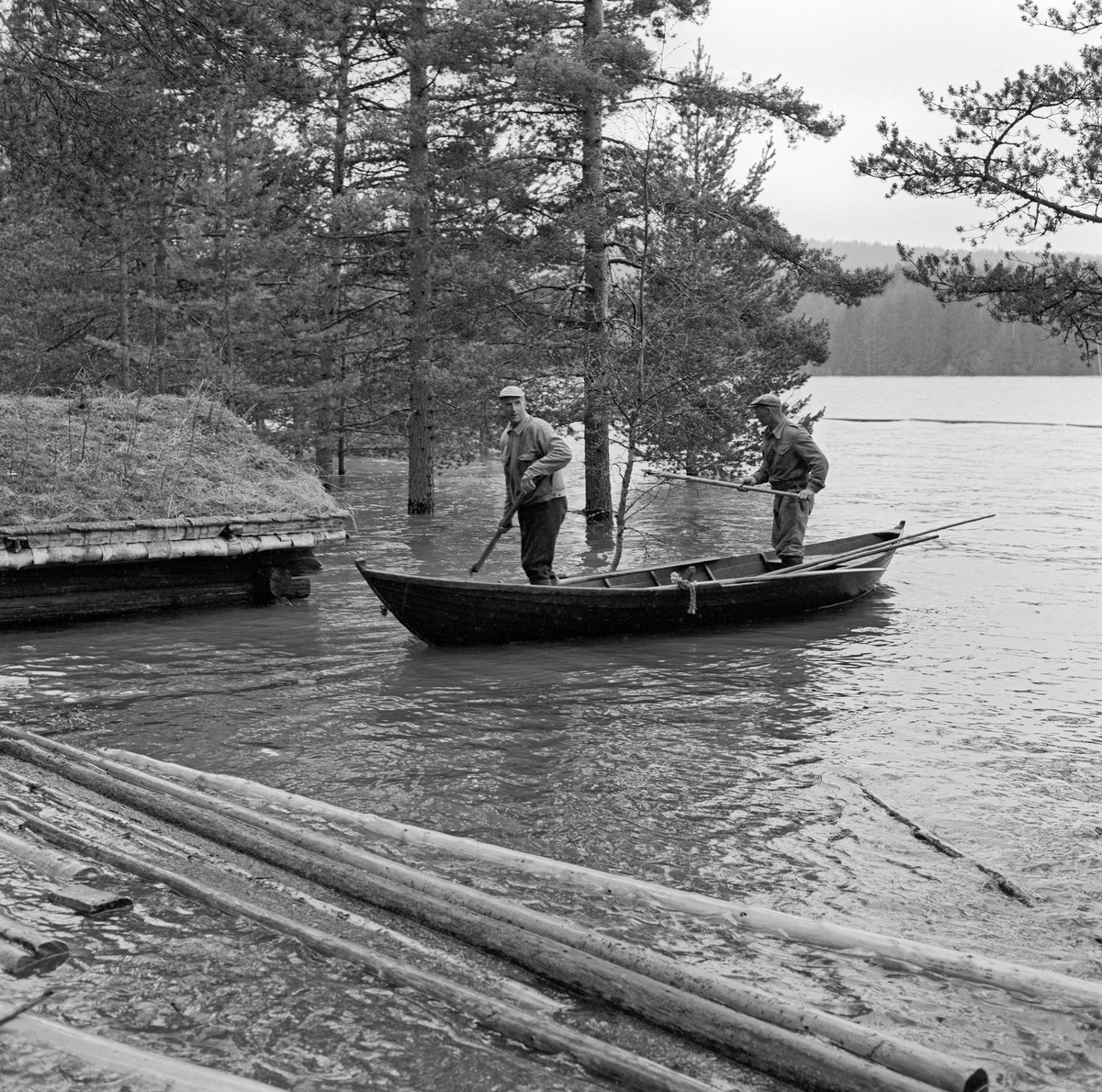 Flom i Norsk Skogbruksmuseums friluftsmuseum på Prestøya i Elverum 20. mai 1966.  Fotografiet tatt på vestsida av øya, der vi ser hvordan flomvannet gikk langt opp på veggene på naustet museet hadde fått tilflyttet fra Sølensjøen i Rendalen.  Ved siden av naustet, sentralt i bildet, ser vi to menn som begge sto i en robåt med fløterhaker i hendene.  Den fremste av dem er Johan Rasch, som var fløterbas på denne strekningen.  1966 var et av de store flomårene i Glomma.  I løpet av foregående vinter hadde det kommet betydelige snømengder, som ble liggende lenge fordi våren lenge var ganske kjølig.    18. og 19. mai slo det om og ble svært varmt, noe som resulterte i en eksplosjonsartet flom.  Da dette fotografiet ble tatt, 20. mai, var det store oversvømmelser i Sør-Østerdalen, mens vannstanden var synkende nordover i dalføret.  Flere kvadratkilometer dyrket mark sto under vann, spesielt ved Øksna og i Heradsbygda.  Riksveg 3 var også sperret av vannmassene på flere steder, og flere familier måtte evakueres fra sine hjem.   I friluftsmuseet ved Norsk Skogbruksmuseum var særlig de antikvariske bygningene som av funksjonelle årsaker var orientert mot vassdraget utsatte.  Det gjaldt Sølensjønaustet (på fotografiet), Breisjønaustet, fiskeklekkeriet og oppgangssaga.  Bygningene ble tjoret ved hjelp av kjettinger, og saghuset ble i tillegg sikret ved hjelp av store mengder stein.  Disse sikringstiltakene hadde ønsket effekt.  De nevnte bygningene kom nesten uskadde fra flommen.  Hengebrua over Prestfossen ble derimot påført store skader av den kraftige strømmen og fløtingstømmeret som øvde press på pilarene.