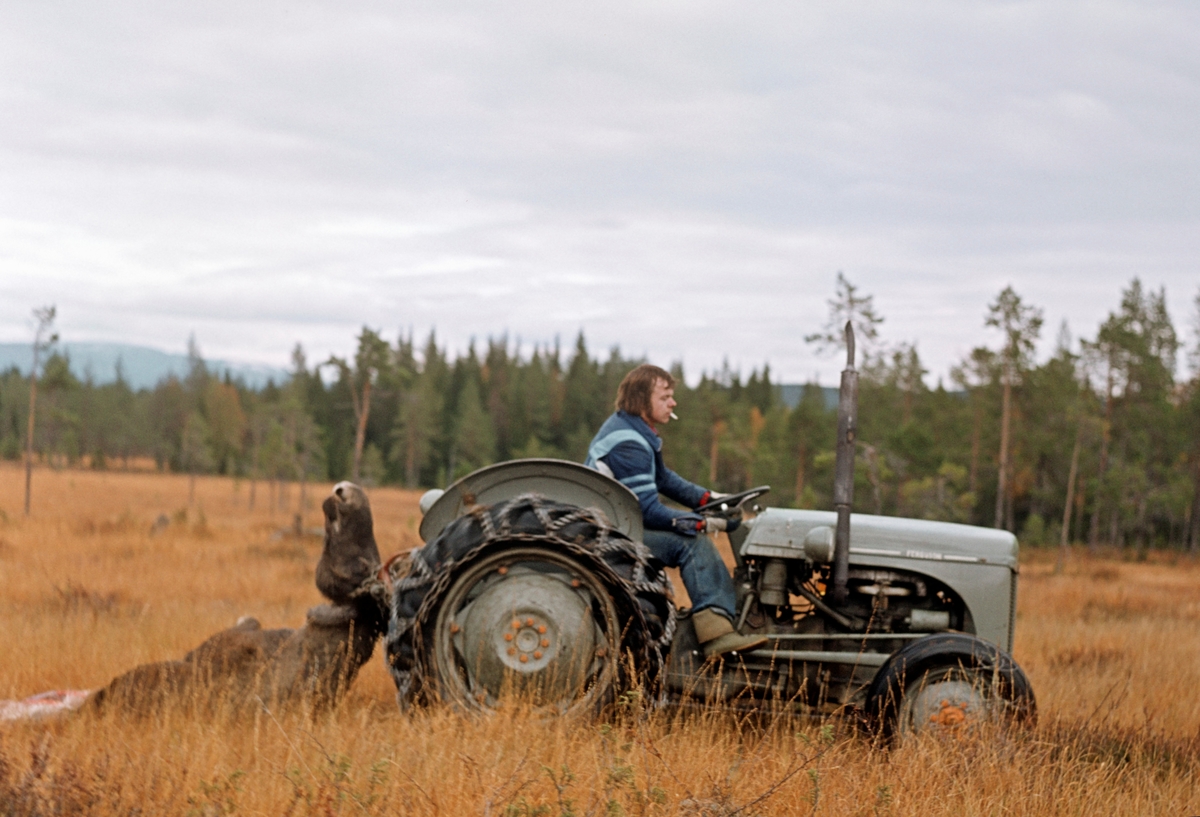 Bjørn Nomerstad sleper en utvommet elgskrott bak en Ferguson-traktor («Gråtass) med kjettinger over ei myr. Bildet er tatt i Slemdalsområset i Nordre Osen (Åmot i Hedmark) i oktober 1977. Hodet på den utvommete elgskrotten var bundet til trepunktssystemet, de hydrauliske løftearmene bak på kjøretøyet.  Dyret ble trukket med ryggsida mot marka. Bakhjulene på traktoren var påmontert kjettinger, antakelig for å unngå sluring på det fuktige og sleipe underlaget.  Bildet tar tatt fra sida.  Elgjakt. Storviltjakt.