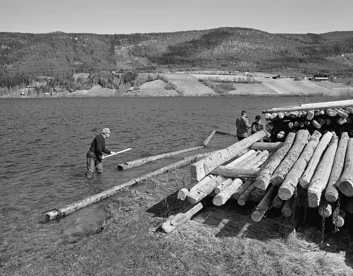 «Utislag» av lensestokker på vestsida av Lomnessjøen i Ytre Rendalen våren 1984.  Lensestokkene hadde ligget i strøvelter i strandsonen siden foregående fløtingssesong.  Her ble stokkene rullet ut i vannet og lagt ende mot ende, slik at de ved hjelp av kjettingstumper kunne kjedes sammen til flytende stengsel.  Dette ble blant annet gjort for å lage såkalte ringbommer, som omsluttet partier med løstømmer under sleping over vannspeilet.  I bakgrunnen, li lia på østsida av sjøen, skimter vi mye av innmarka på Lomnes-gardene med bakenforliggende, skogkledde lier oppover mot Fuggsjøvola.