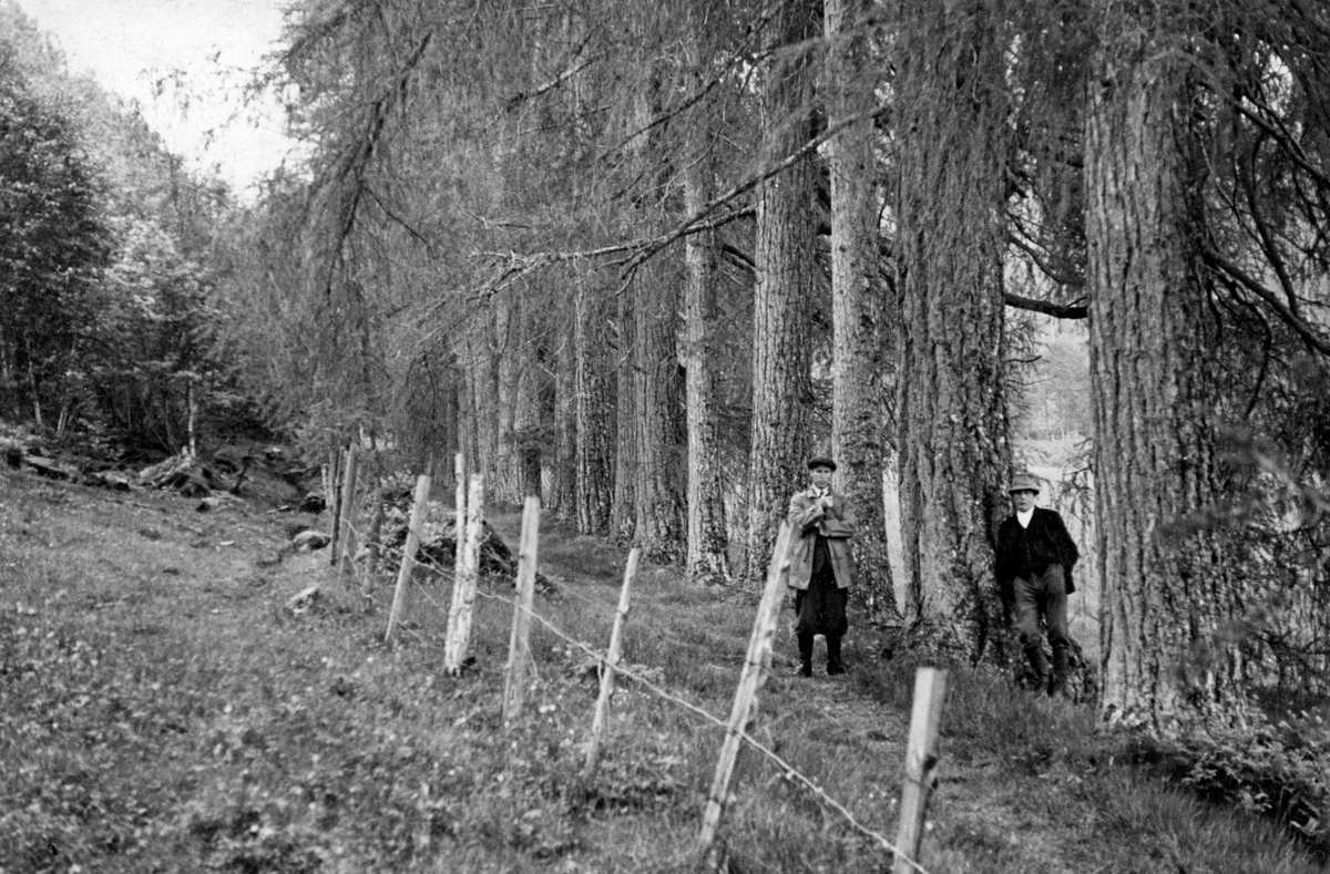 De såkalte «Sandviklerkene» i Tingvoll kommune på Nord-Møre, fotografert i 1937.  Det dreier seg om ei rekke av grovstammete, gamle lerketrær, i grensesonen mellom beitemark (til venstre for trådgjerdet i forgrunnen) og et åpent åkerareal (i bakgrunnen til høyre).  Da dette fotografiet ble tatt sto to menn mellom de nærmeste trestammene, noe som understrekte hvor grovvokste de var blitt.  Sandvikslerkene var produkter av et tidlig planteforsøk på Nordvestlandet.  Skogplanterpioneren her var William Leslie, som eide garden Bremsnes fra begynnelsen av 1770-åra til 1809.  Han kom fra Skottland, der man allerede hadde om lag 50 års erfaring med skogplanting i avskogete, vindeksponerte områder.  Særlig lerkeplantingene hadde slått godt an. Tilgangen på skogplanter var imidlertid en mimimumsfaktor, og planteprisene var høye.  Presten i Tingvoll på denne tida skal ha rapportert om at William Leslie fikk plantet om lag 14 000 trær, som han hadde med seg fra sin skotske eiendom, Deu Lugas ved byen Banff. Mye av den skogen Leslie fikk plantet ble hogd omkring 1900, men trærne hadde da frødd seg, slik at det fortsatt vokste lerkeskog på Bremsnes.  Sandviklerkene eller Sandvikalléen ble plantet av en av William Leslies norske omgangsvenner, fogden Henning Junghans Wegede (1748-1806), antakelig med plantemateriale som Leslie hadde skaffet.  Plantene ble plassert langs den gamle vegen ned mot Sandviken hovedgard, angivelig i 1798.  I så fall var alléen 139 år gammel da dette fotografiet ble tatt.  Plantinga må utvilsomt ha vært vellykket, og det har seinere vært hentet frø fra Sandvik-lerkene til andre norske lerkeplantingsprosjekter.

Fotografiet er hentet fra et kartotek som ble samlet av Waldemar Opsahl, som var statskonsulent for skogkultursektoren fra 1936 til sin død i 1954.  Arkivet ble overlatt til Norsk Skogbruksmuseum i Tore Fossums bestyrertid.  Opsahl har antakelig tatt de fleste av bildene i arkivet.  Materialet består av pappkort med opplimte kopier av svart-hvitt-fotografier.  Kortet med dette fotografiet på er merket "A.c.3" og "(255)".  Under bildet er det påklistret en liten papirstrimmel med påskriften:

«Sandvikslerkene.  W.O., fot.1937»