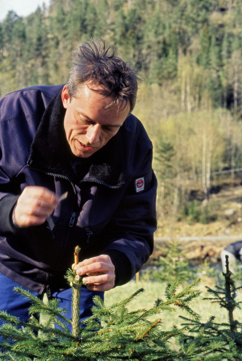 Frode Murud fra Skogfrøverket på Hamar poder inn en kvist fra toppen av et «elitetre» på en grunnstammen som skulle brukes i Årøy frøplanstasje i Sogndal.   Dette ble gjort ved at det ble gjort ved at et skrått snitt innerst på podekvisten ble bundet mot et motsvarende skrått snitt på toppskuddet på grunnstammen og påført podevoks, slik at de vokste sammen.  På denne måten skulle podingen bære videre de antatt gode genene fra podekvisten, og forhåpentligvis etter hvert bære kongler med frø som hadde gode arveegenskaper.  Slikt frø ønsket skogplanteskolene å bruke som utgangspunkt for sin produksjon.

Statens skogfrøverk leieavtale om nok areal for skoglig planteforedling på 40 dekar innmark på Årøy i Sogndal kommune i 1991.  Her ble det i første omgang etablert et «trearkiv» med materiale fra «elitegran» på Vestlandet.  Etter om lag ti års drift ble ambisjonene for anlegget oppjustert.  Årøy skulle bli frøplantasje for gran til vestlandsskogbruket.   Proveniensene det ble satset på var dels norske, men noe var også fra trær som var dyrket fram av frø fra Harz i Tyskland.  Disse proveniensene hadde på ingen måte vært noen suksess på Østlandet, men i vestlandsklimaet utviklet Harz-grana seg vel så bra som den norske.